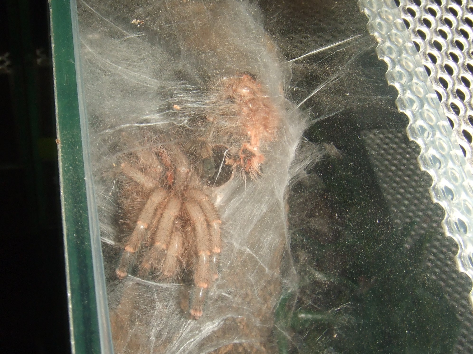 Avicularia minatrix - Autana