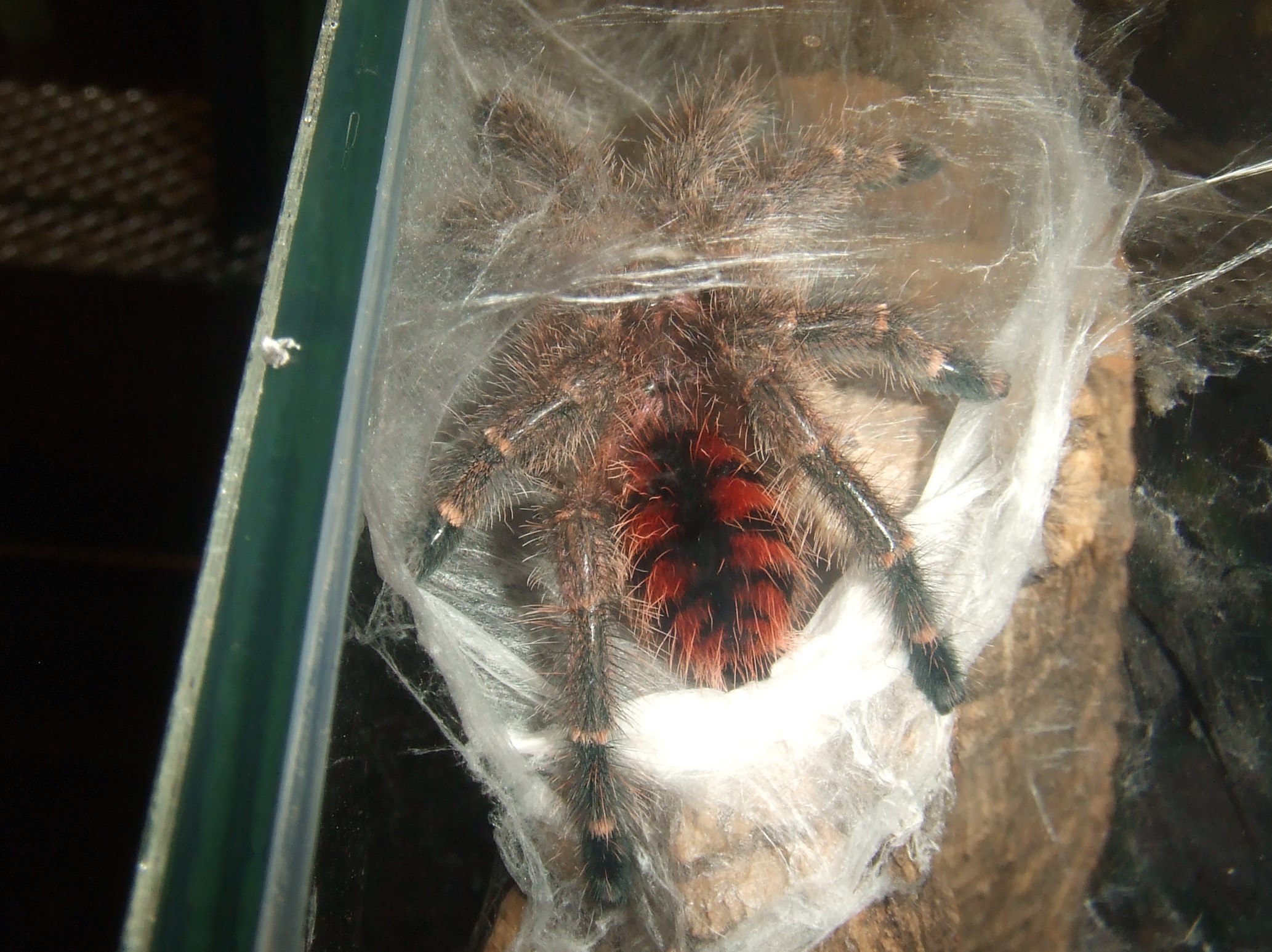 Avicularia minatrix - Autana