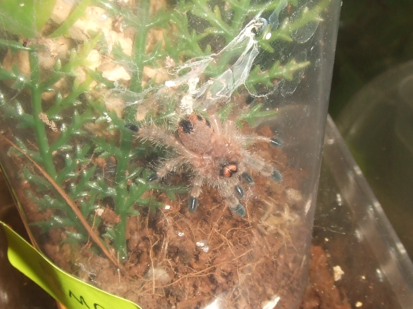 Avicularia minatrix - Pemon