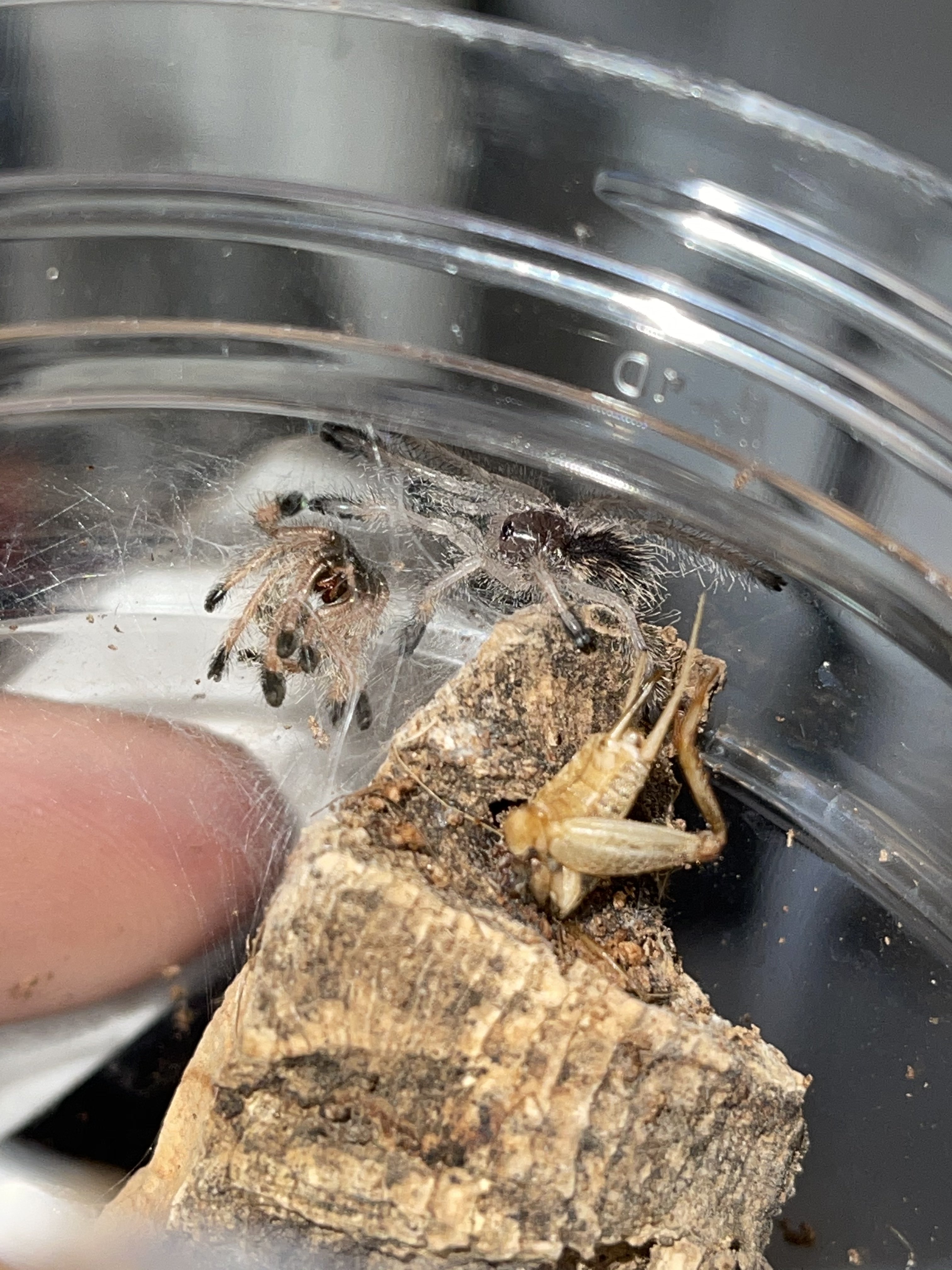 avicularia peru purple
