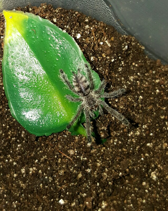 Avicularia purpurea #1