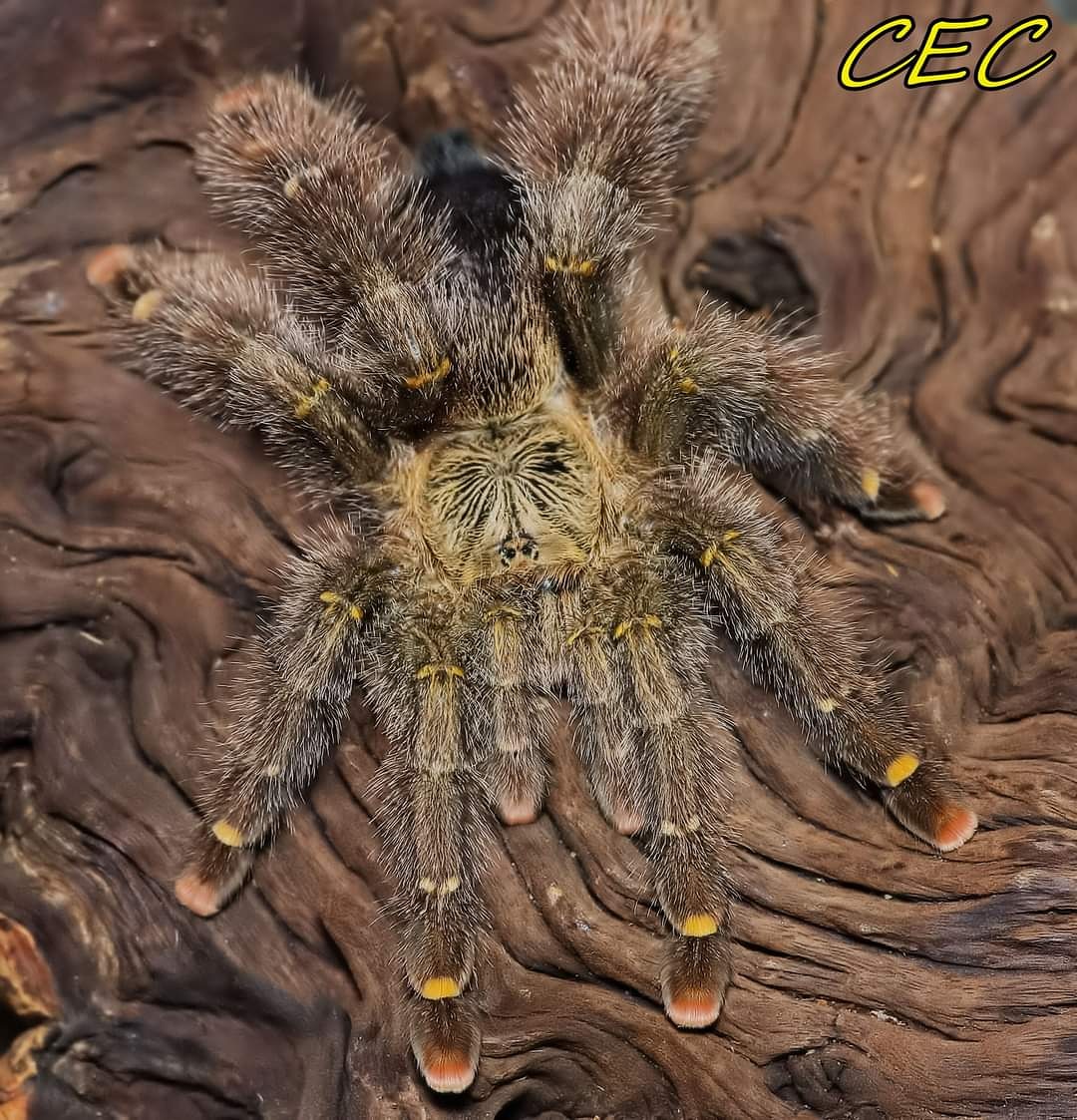 Avicularia rufa