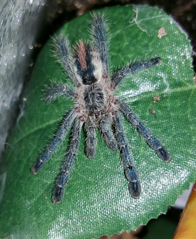 Avicularia sooretama #1