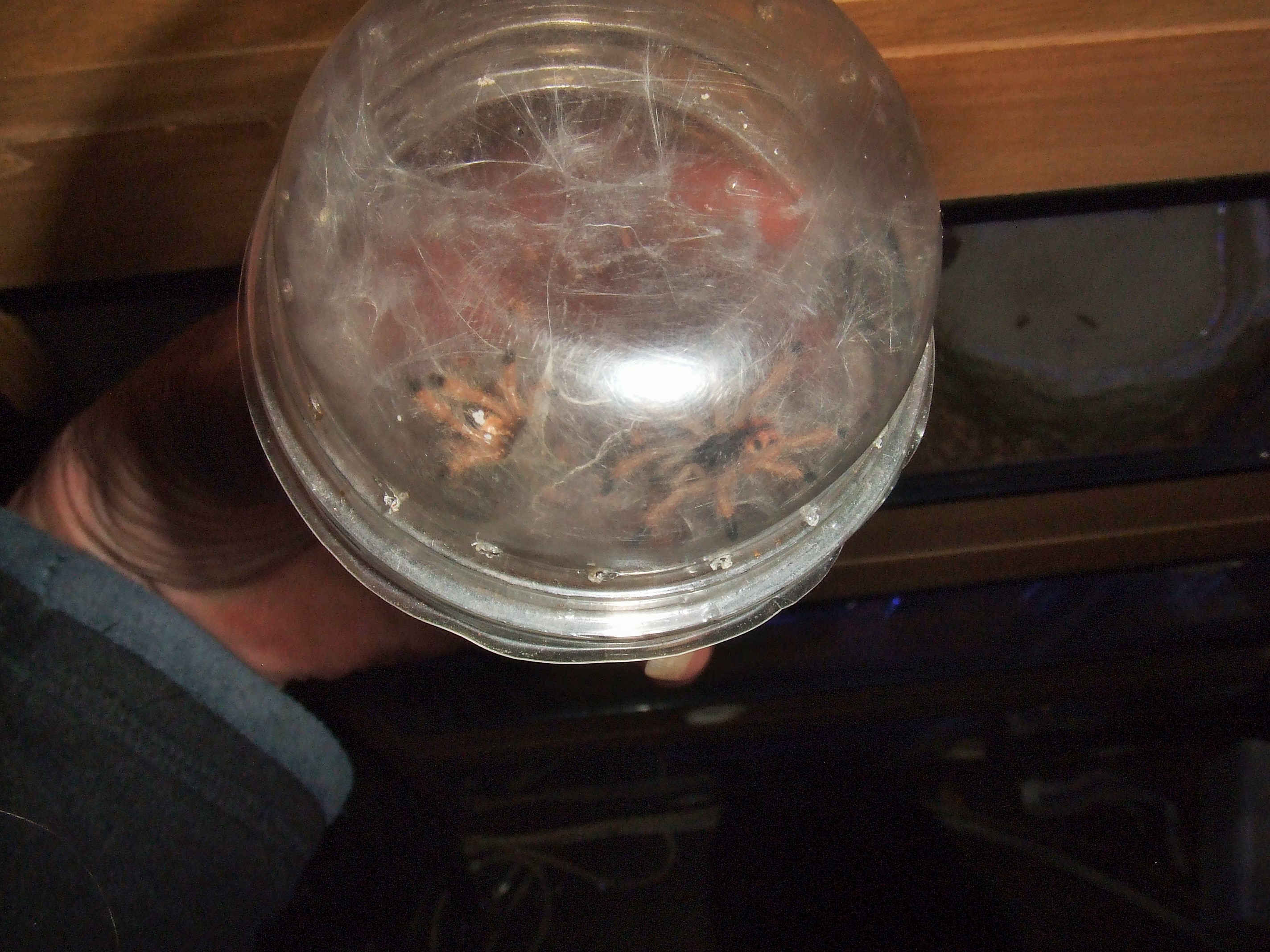 Avicularia sp. aurora - Izabal