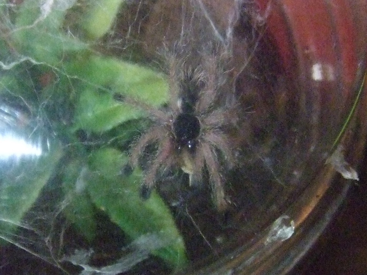 Avicularia sp. peru purple - Chimu