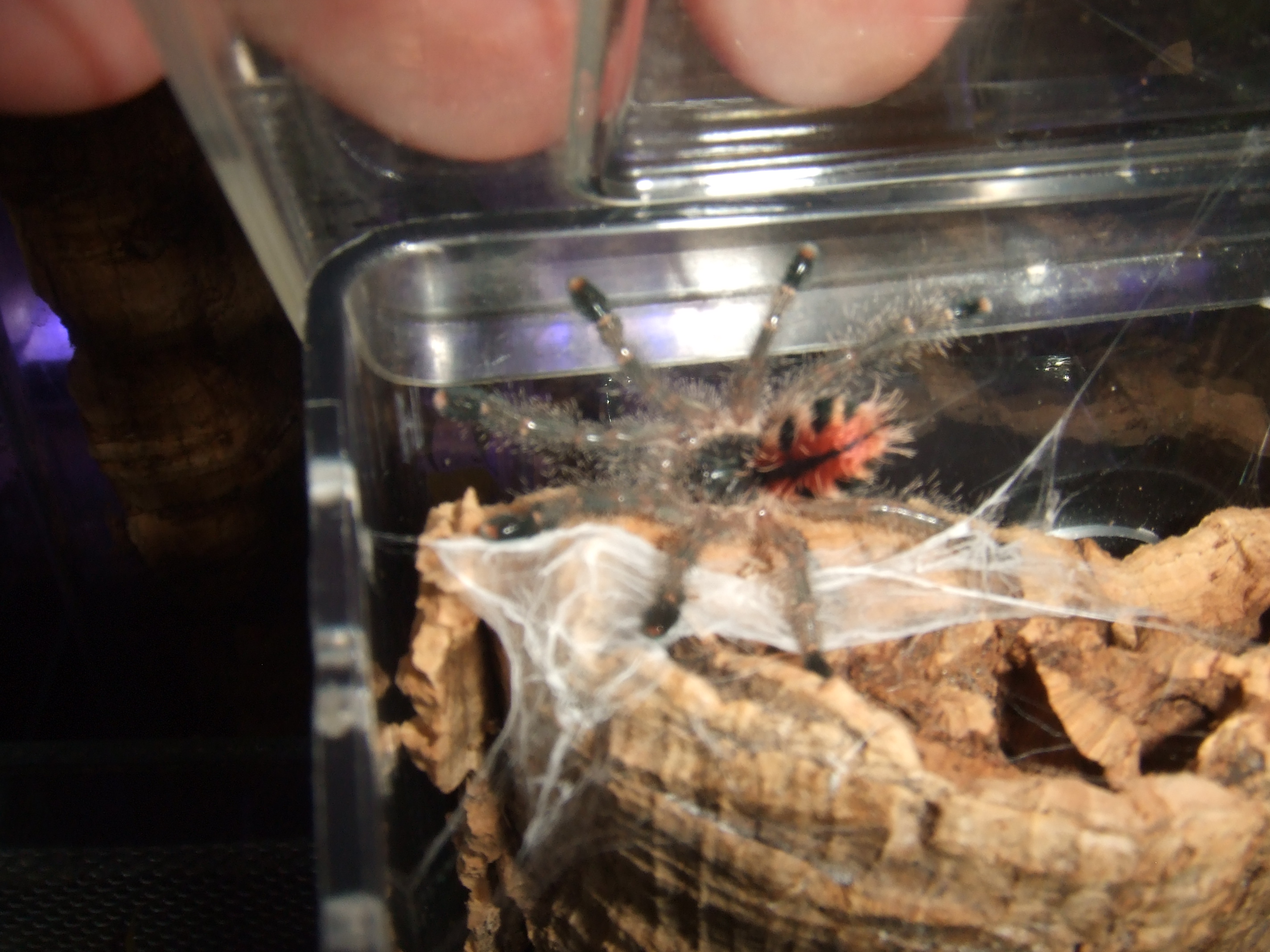 Avicularia sp. Peru purple - Chimu