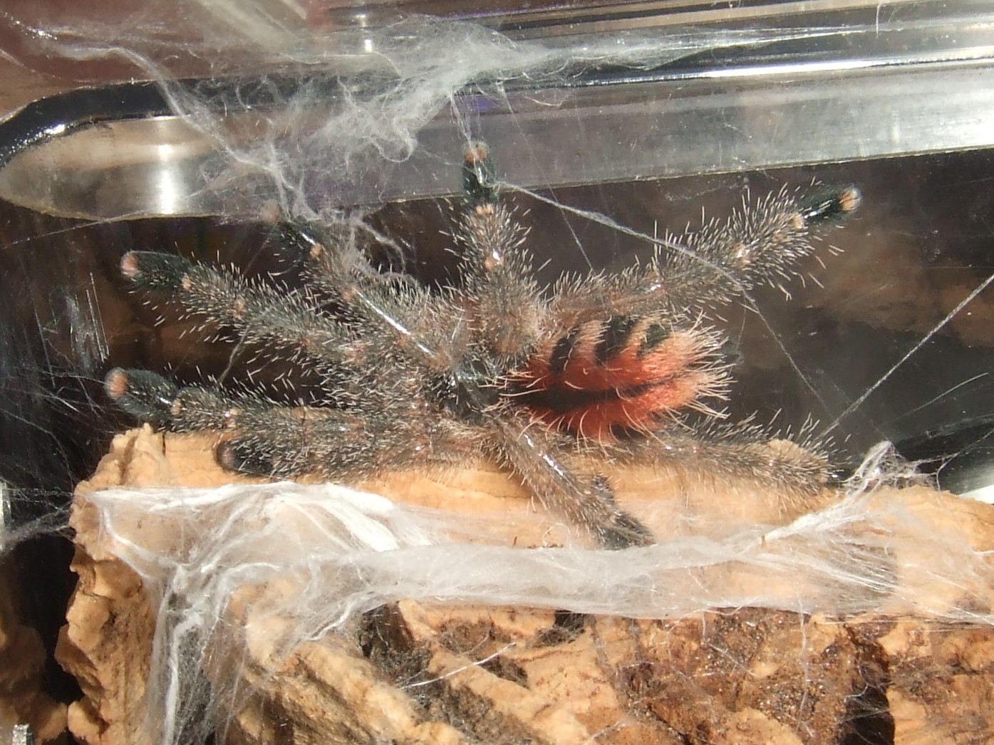 Avicularia sp. Peru purple - Chimu