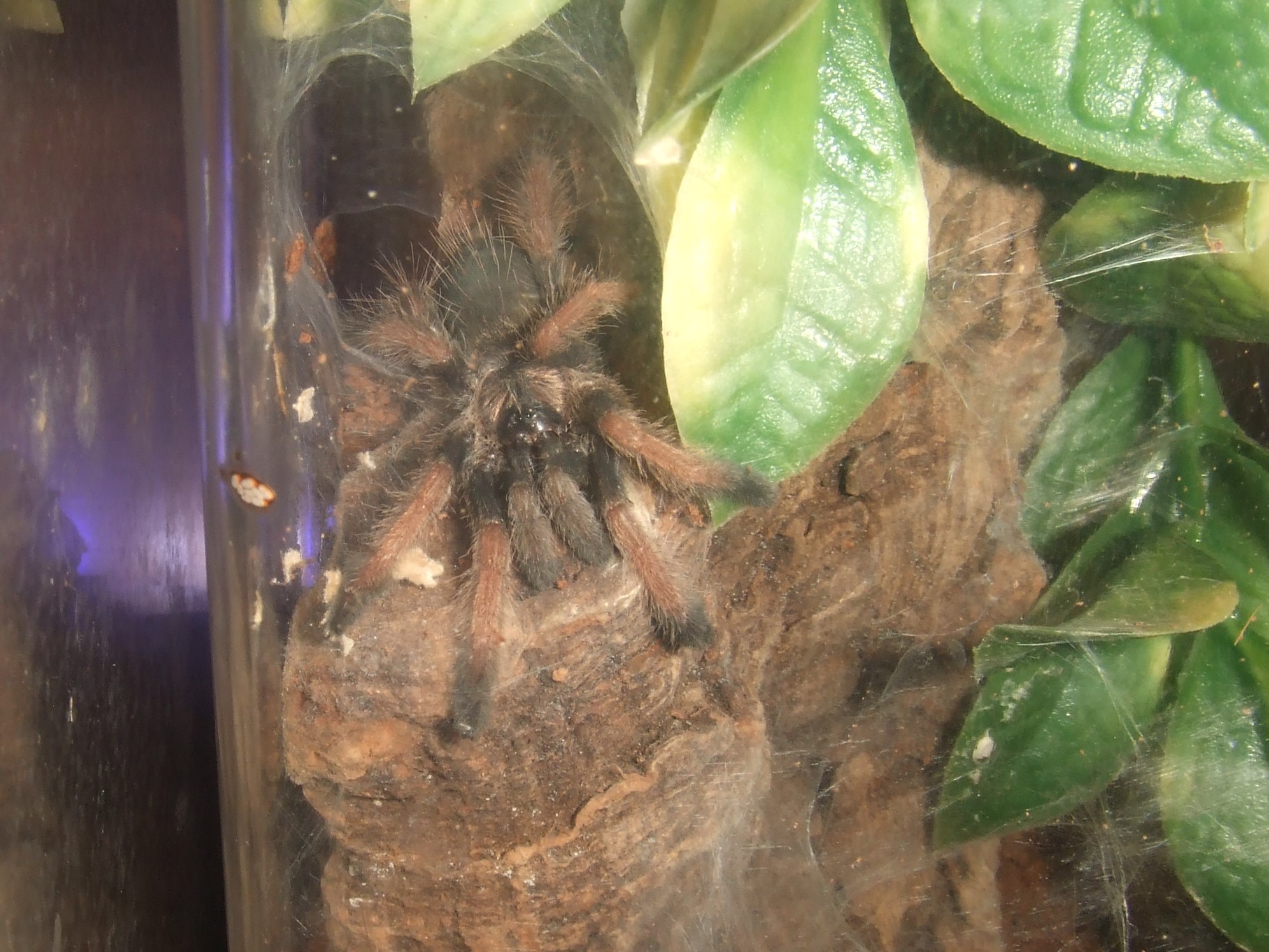 Avicularia sp. peru purple - Chimu