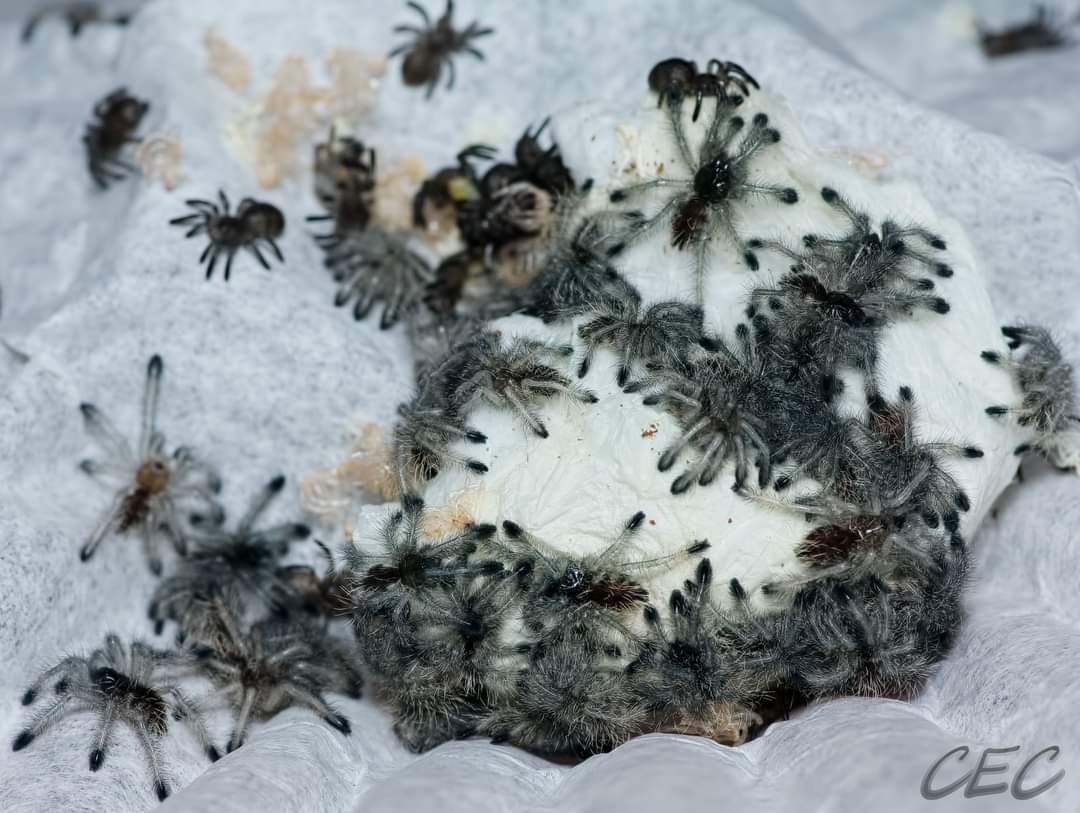 Avicularia variegata