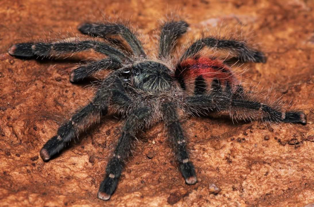 Avicularia variegata