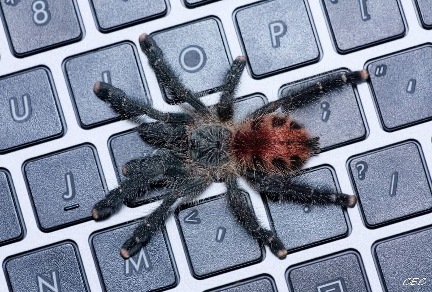 Avicularia variegata