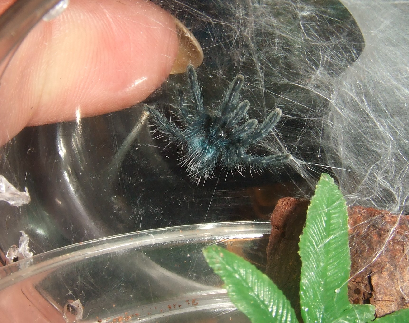 Avicularia versicolor - Jazz (1st instar)