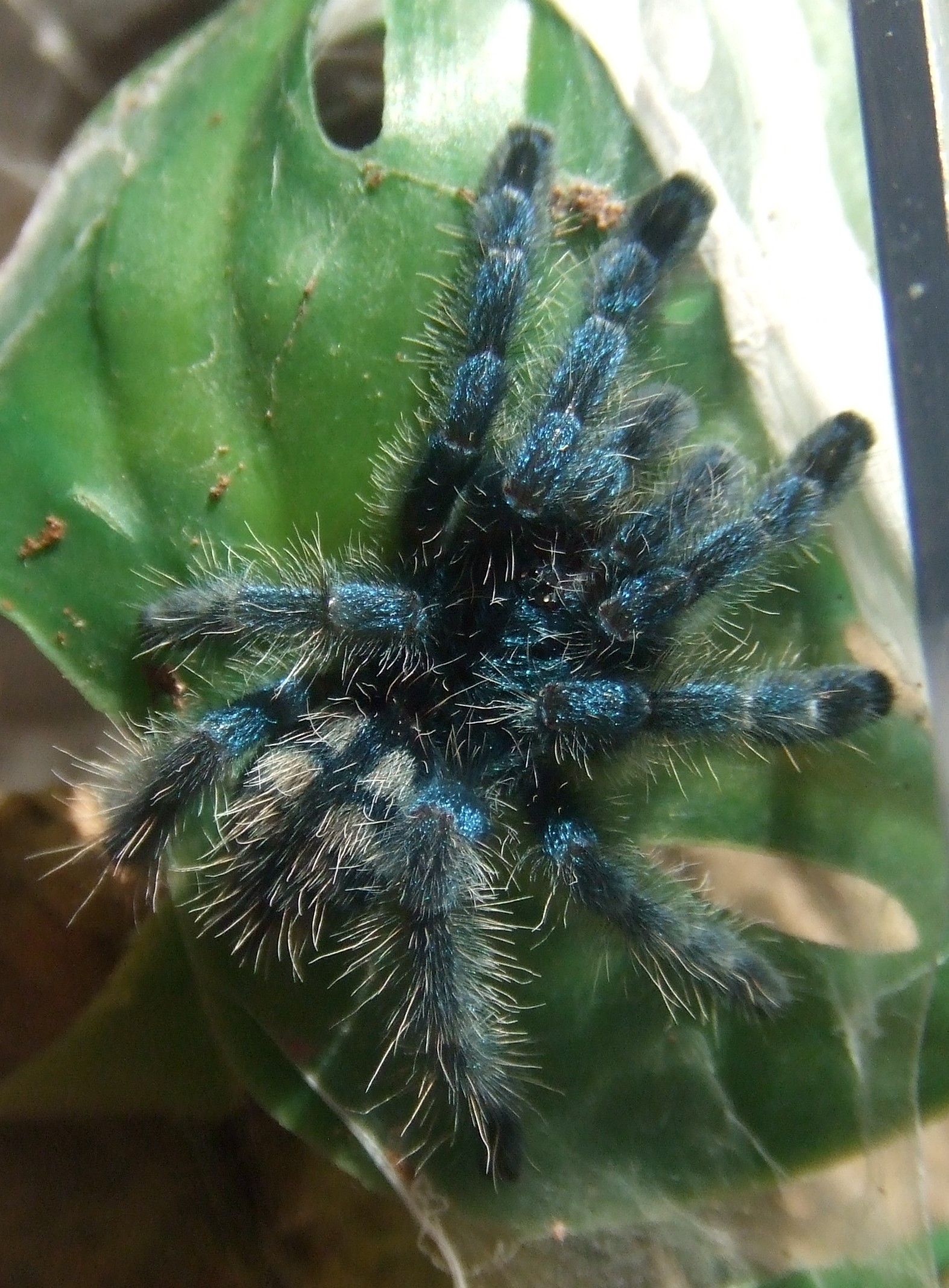 Avicularia versicolor - Jazz