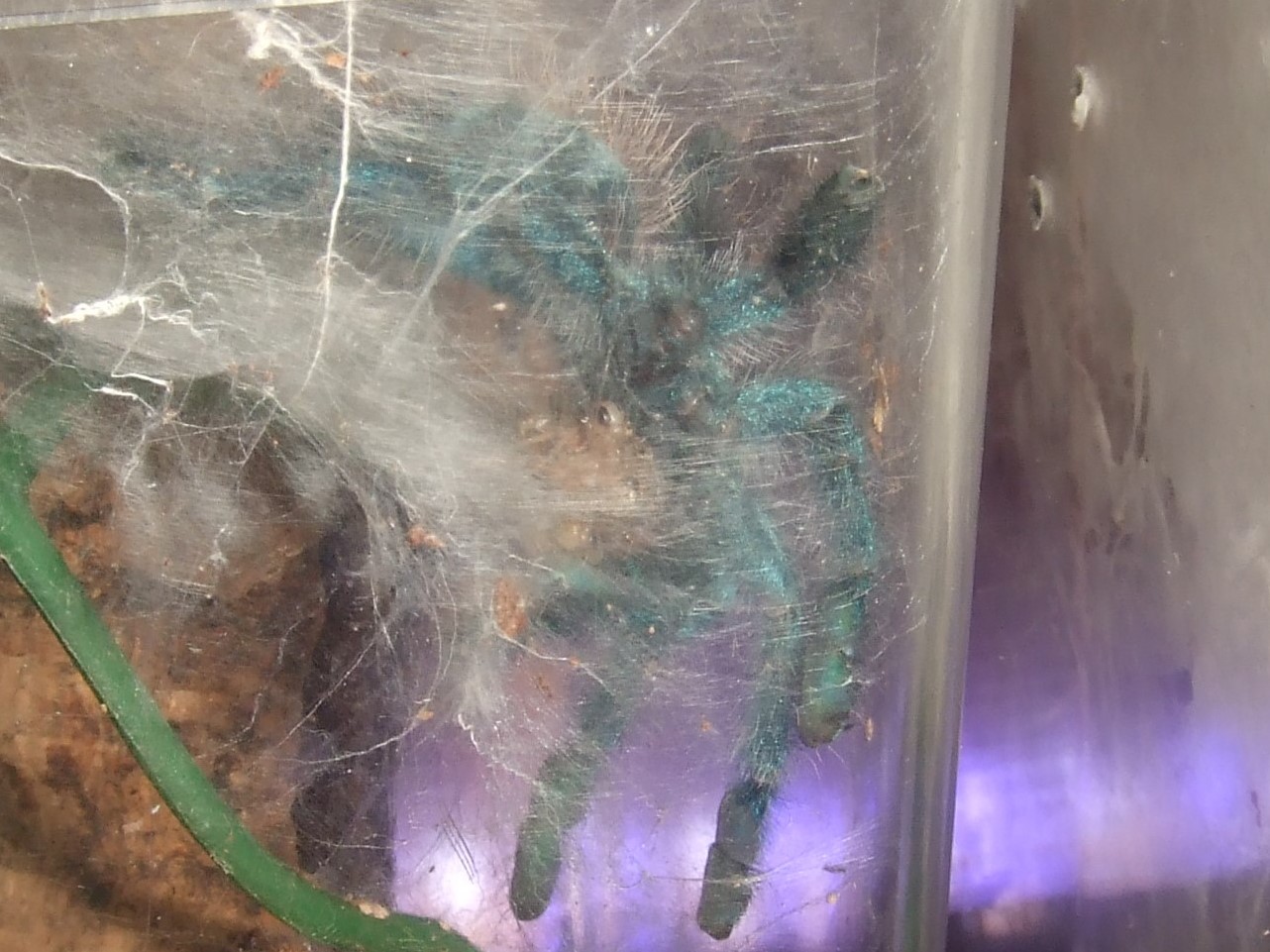 Avicularia versicolor - Jazz