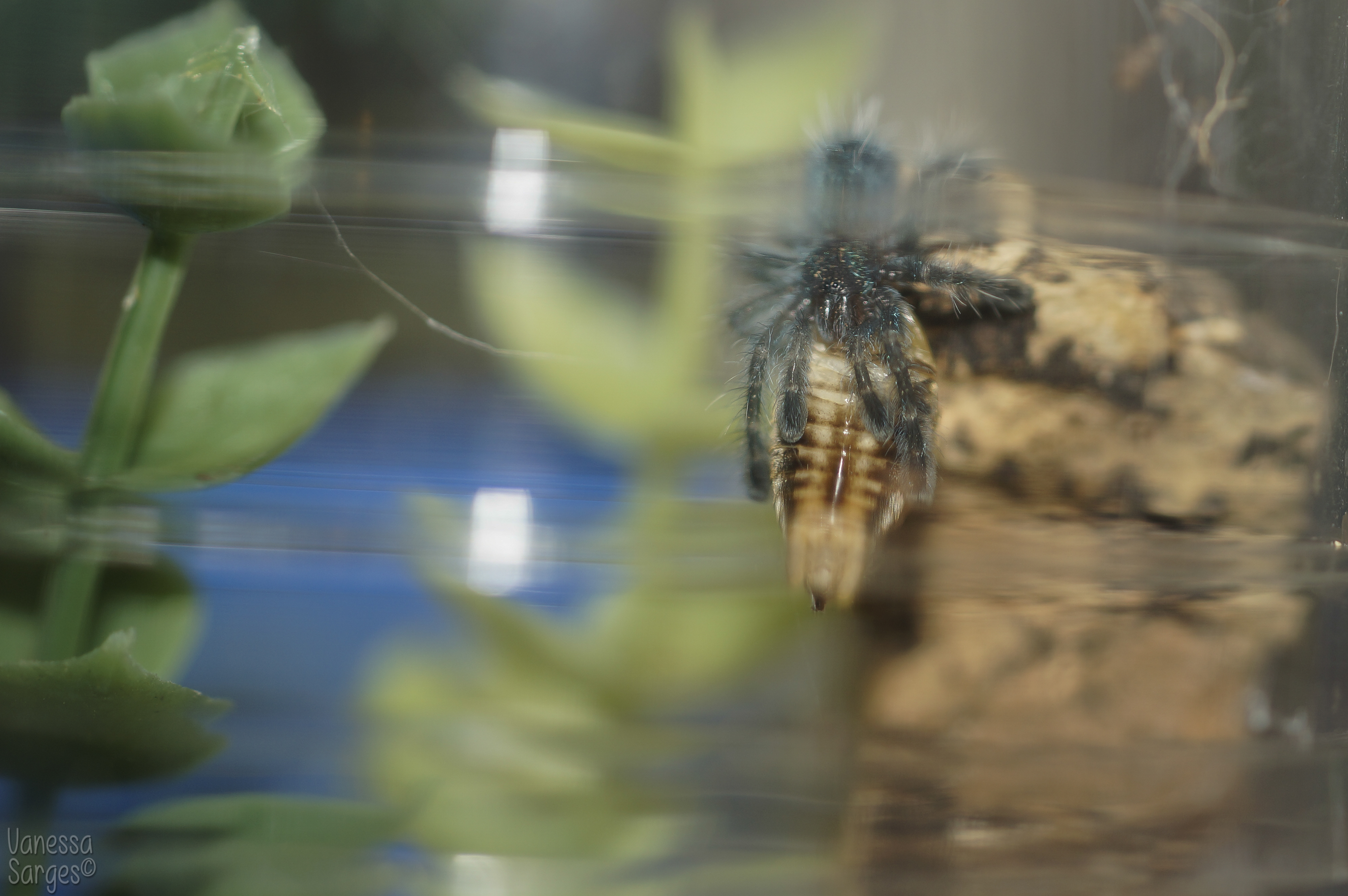 Avicularia versicolor