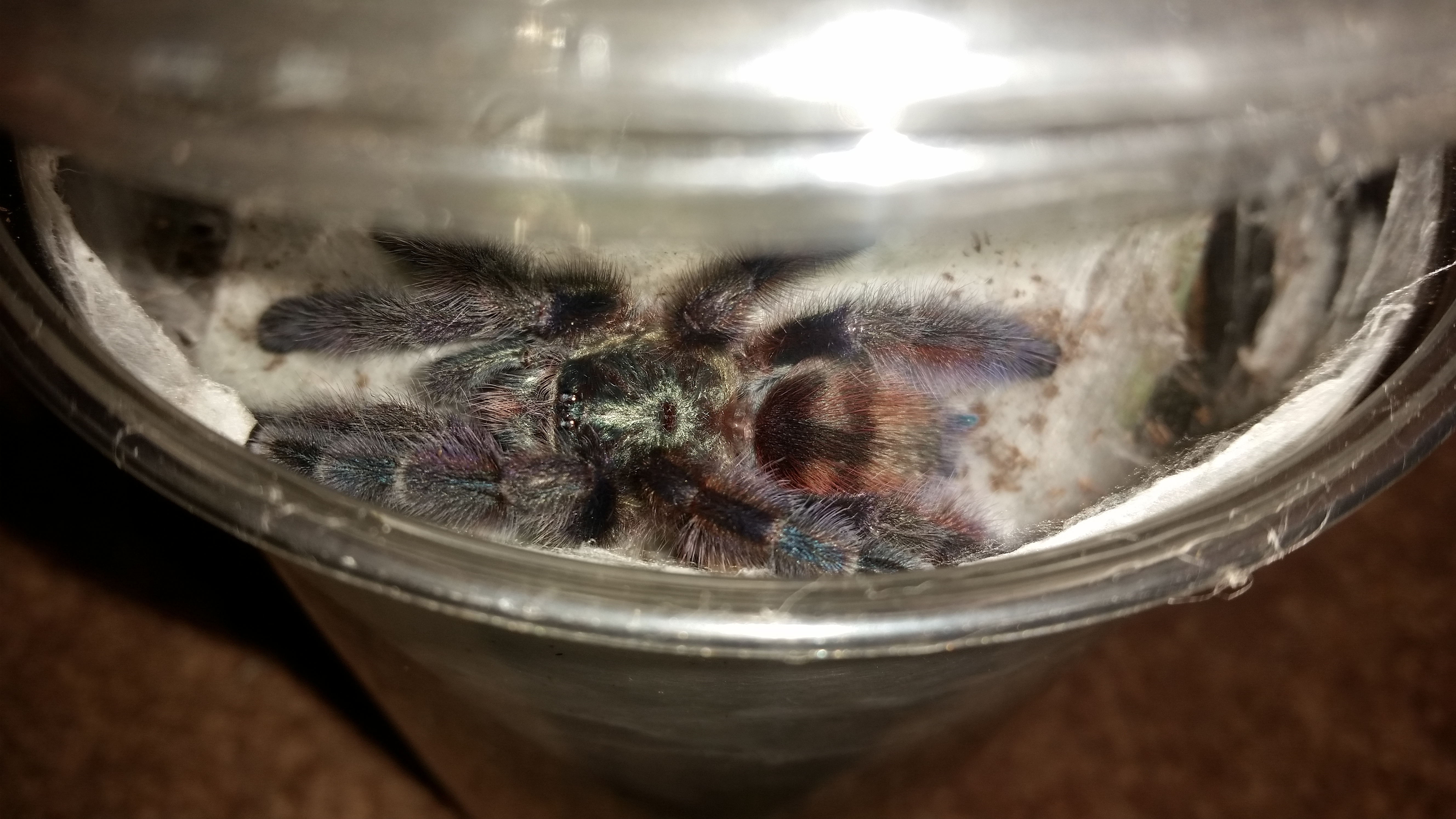 Avicularia versicolor