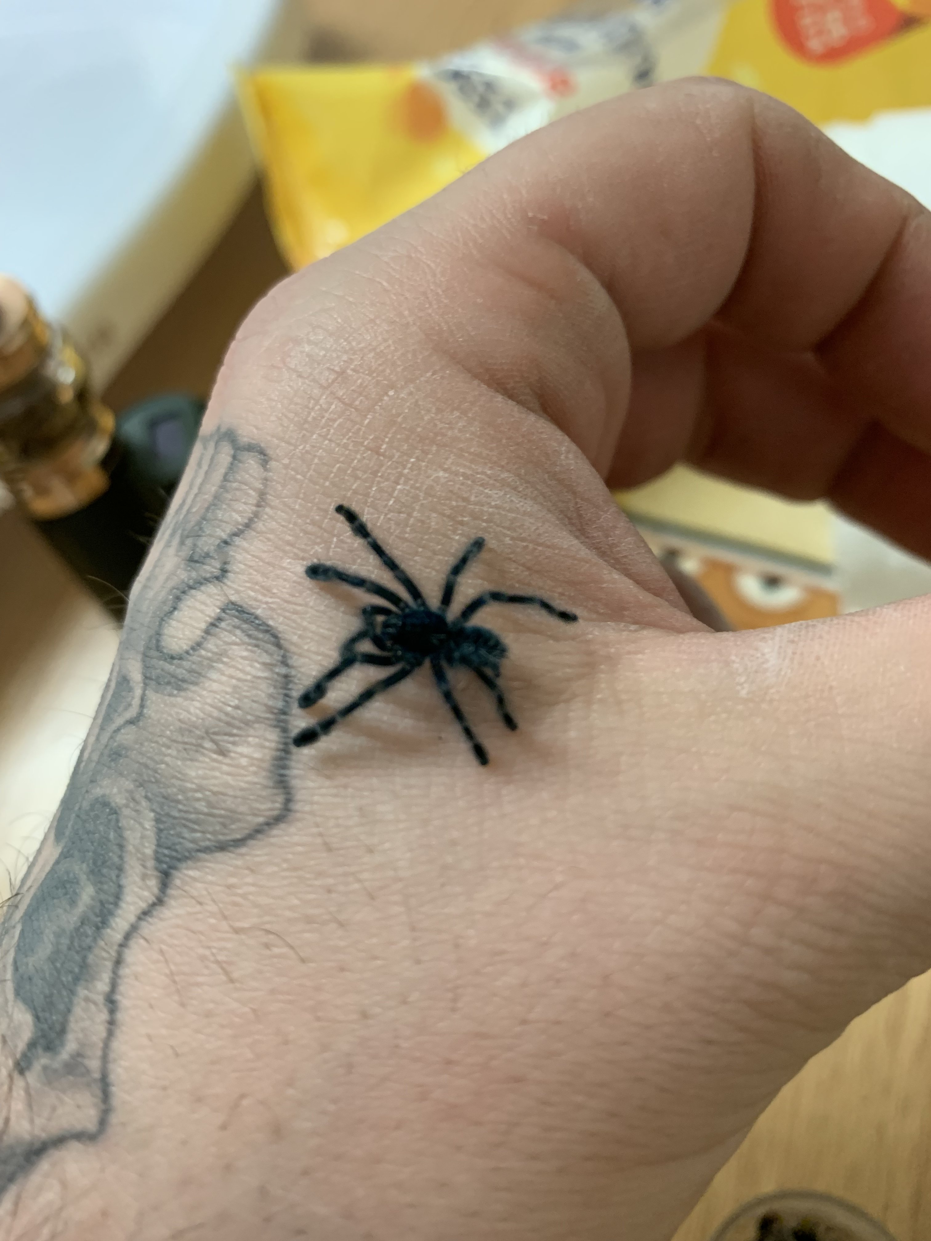 Avicularia Versicolor