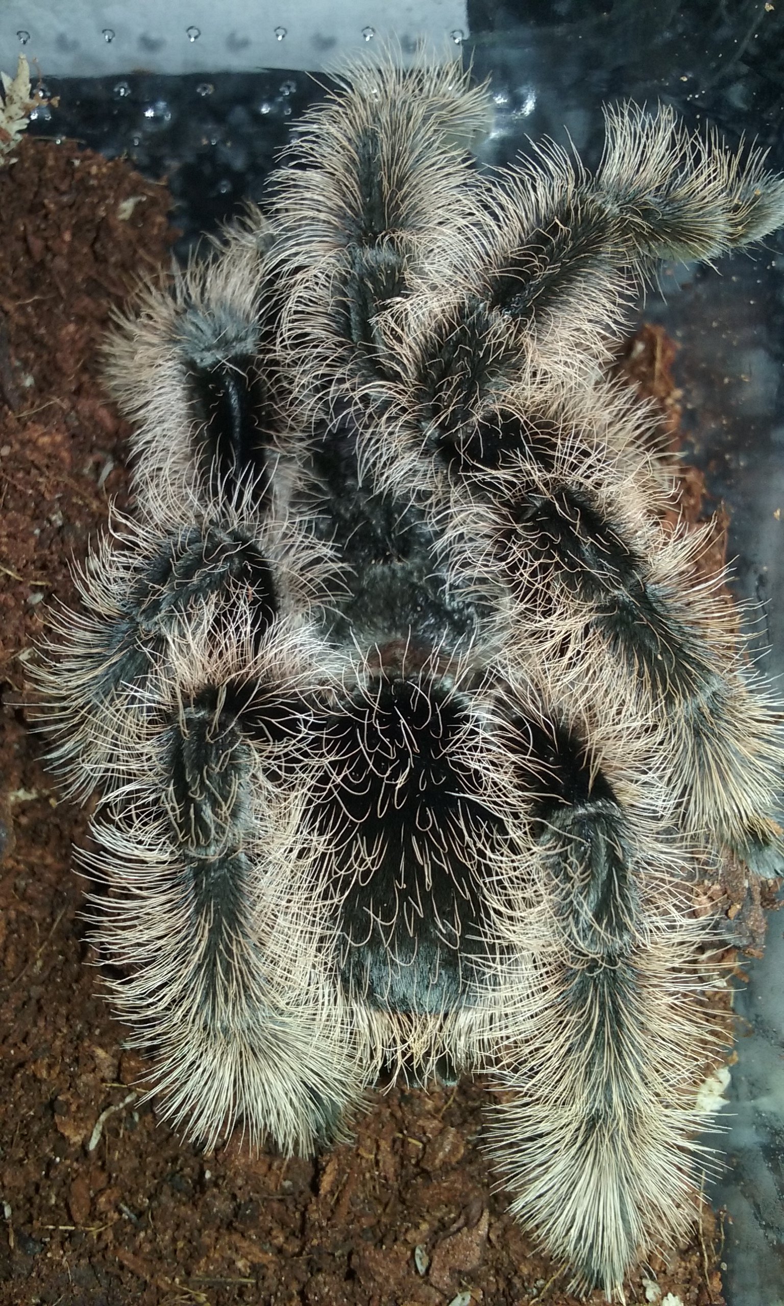 B albipolisum (true form)