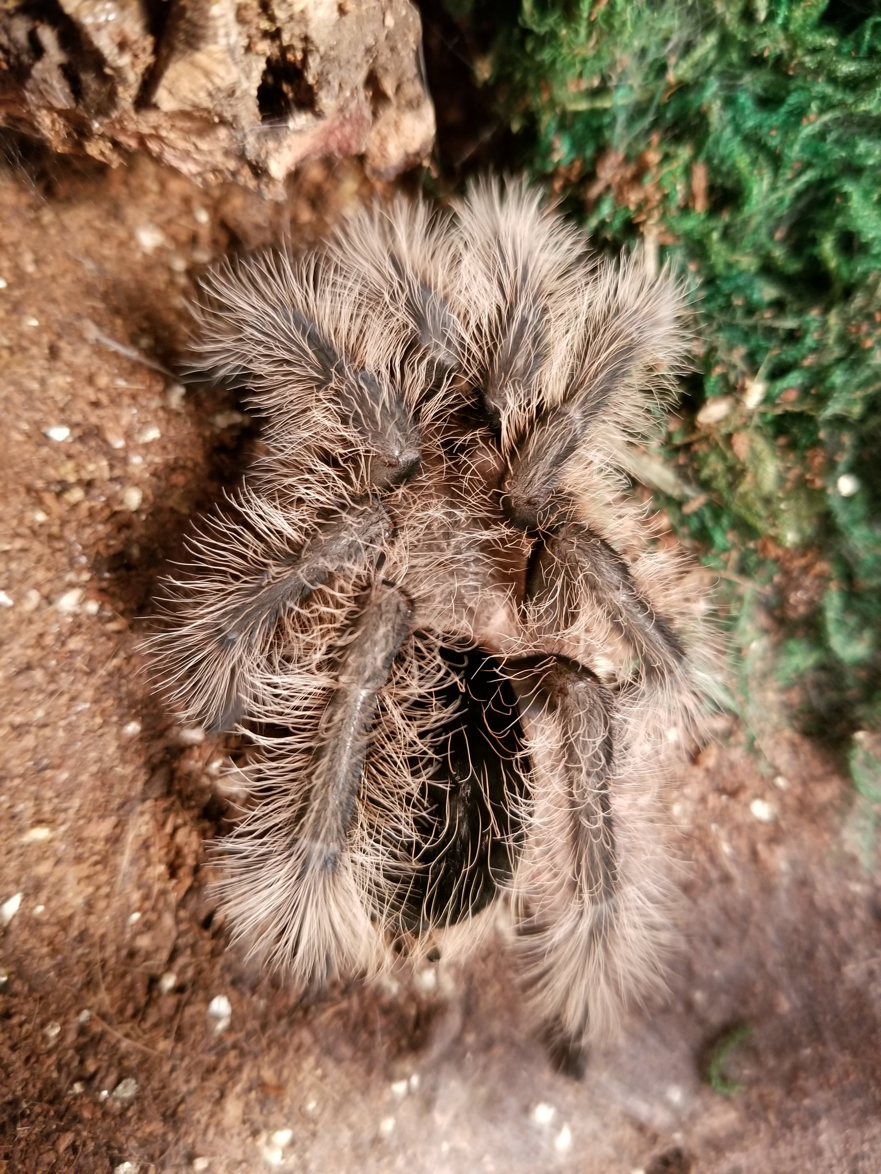 B. Albo Freshly Molted. | Tarantula Forum