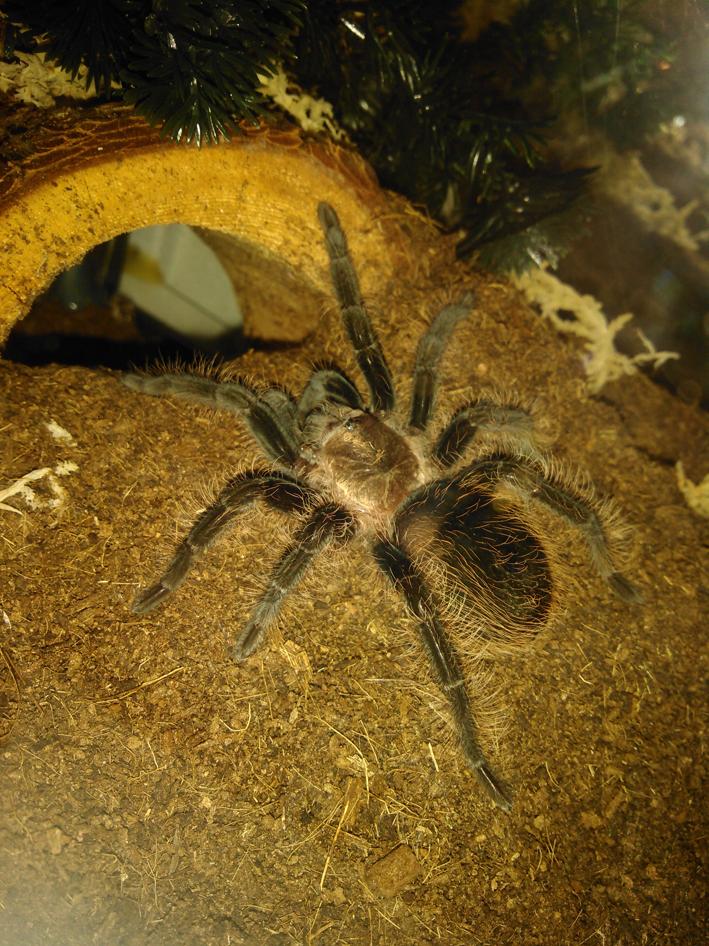 B.albo | Tarantula Forum