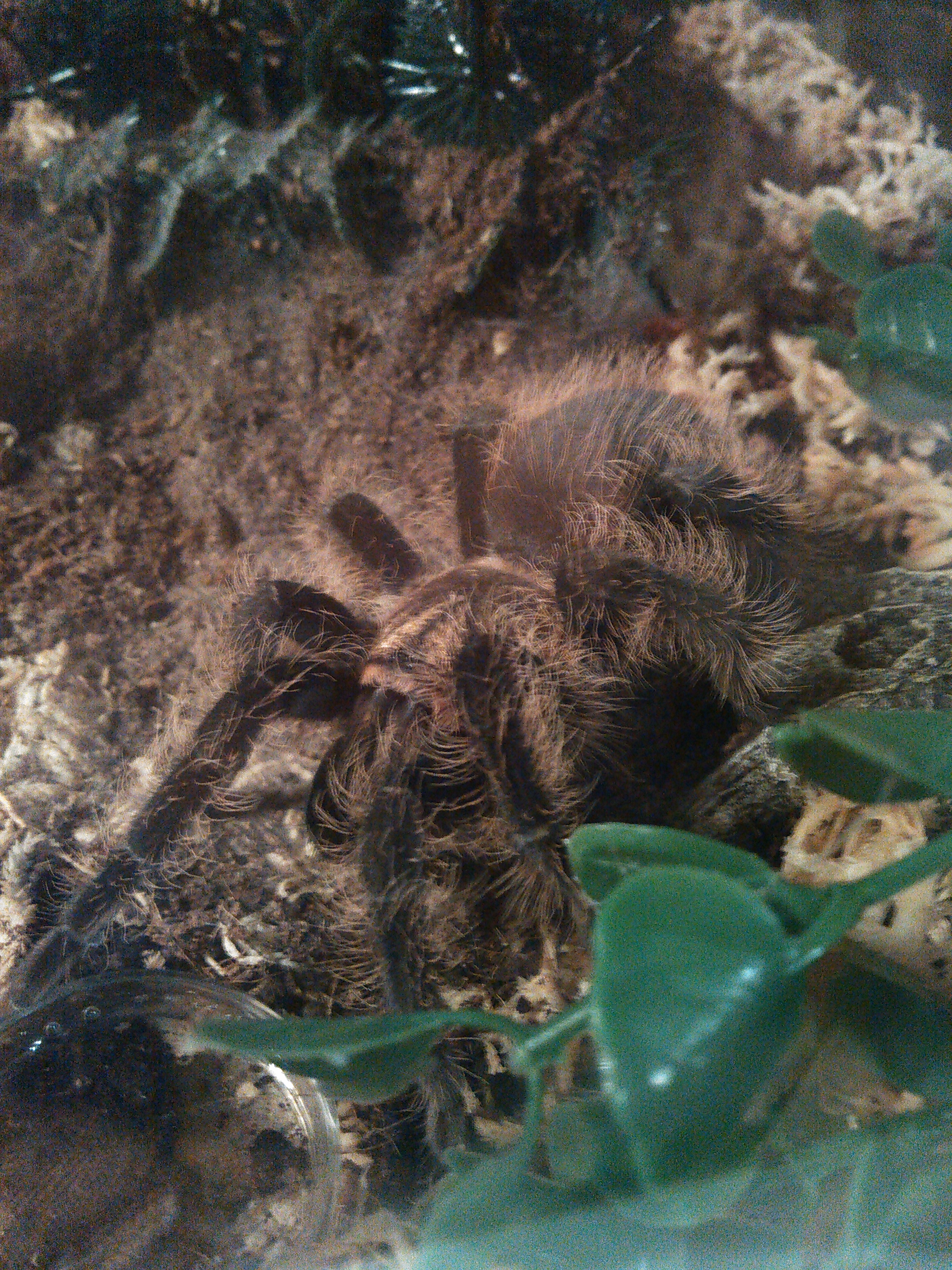 B.albo | Tarantula Forum