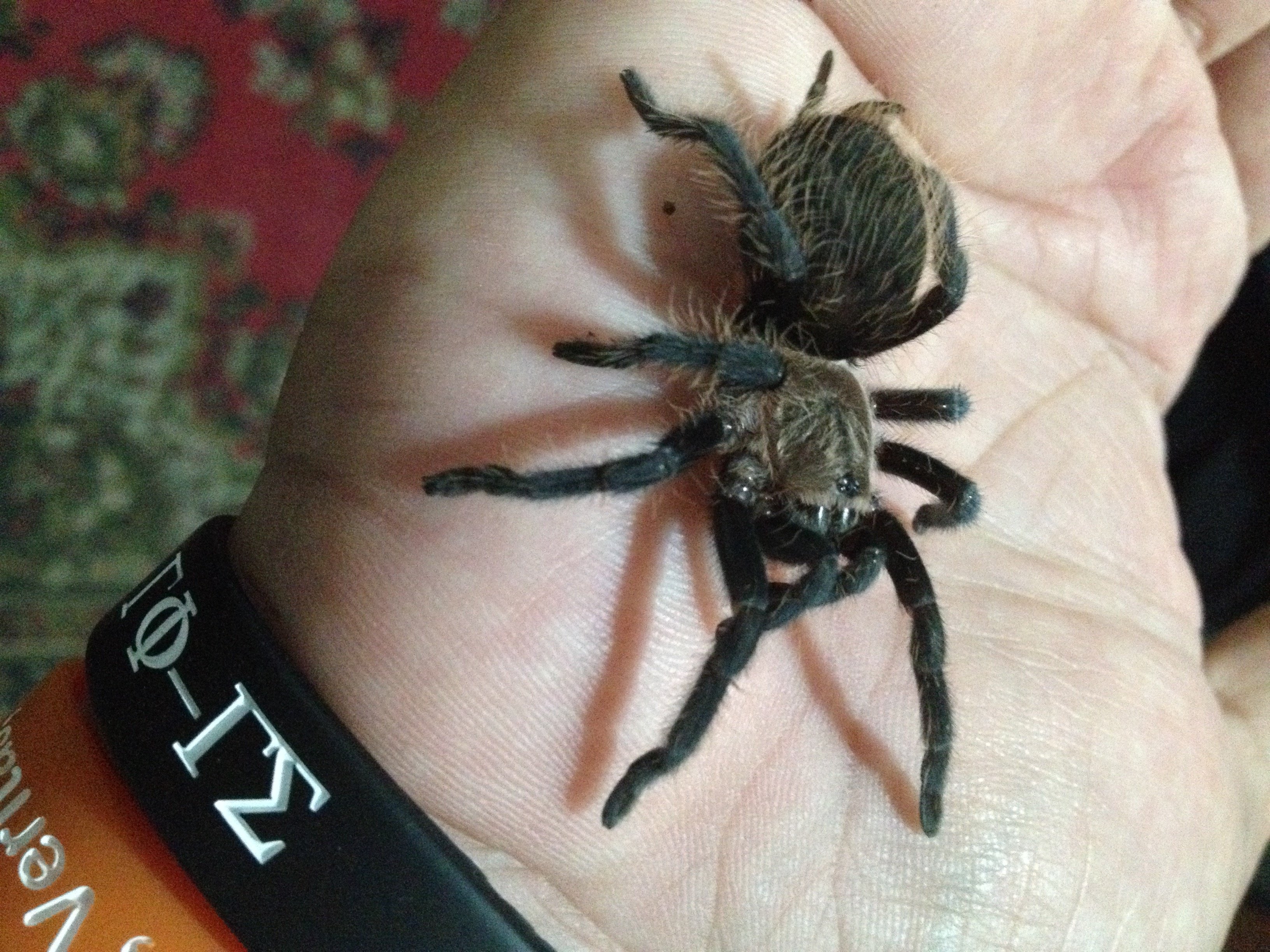 B. albopilosum handling