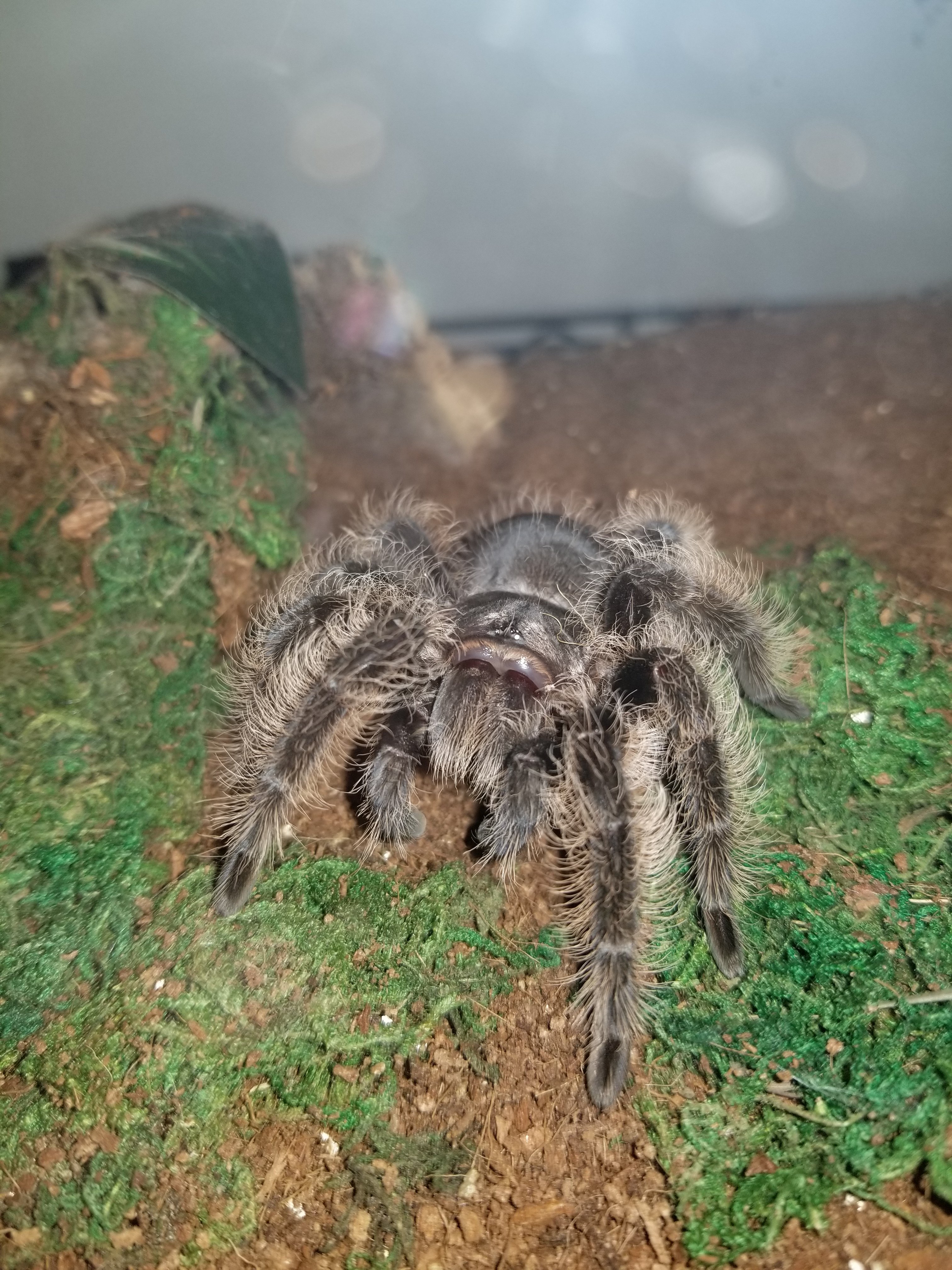 B. albopilosum Nicaraguan