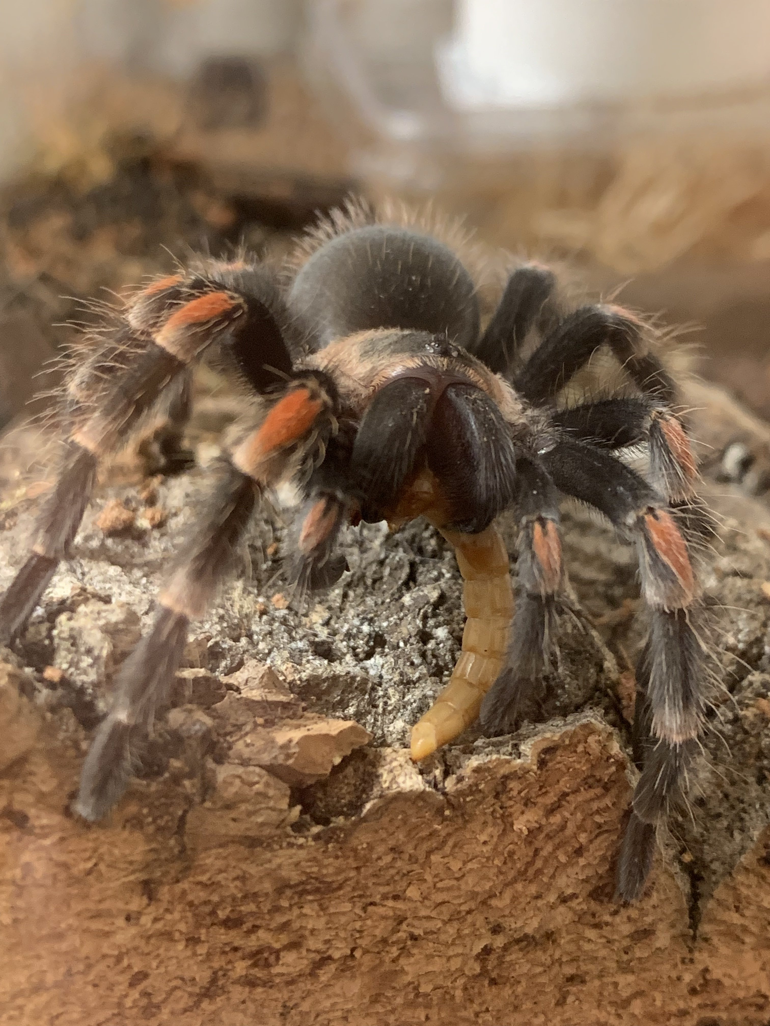 B. Auratum