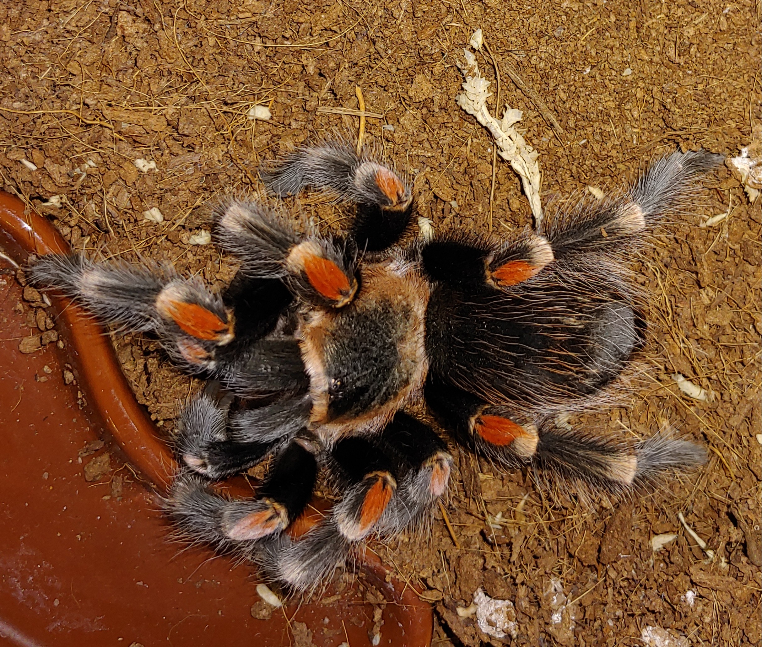 B.auratum | Tarantula Forum