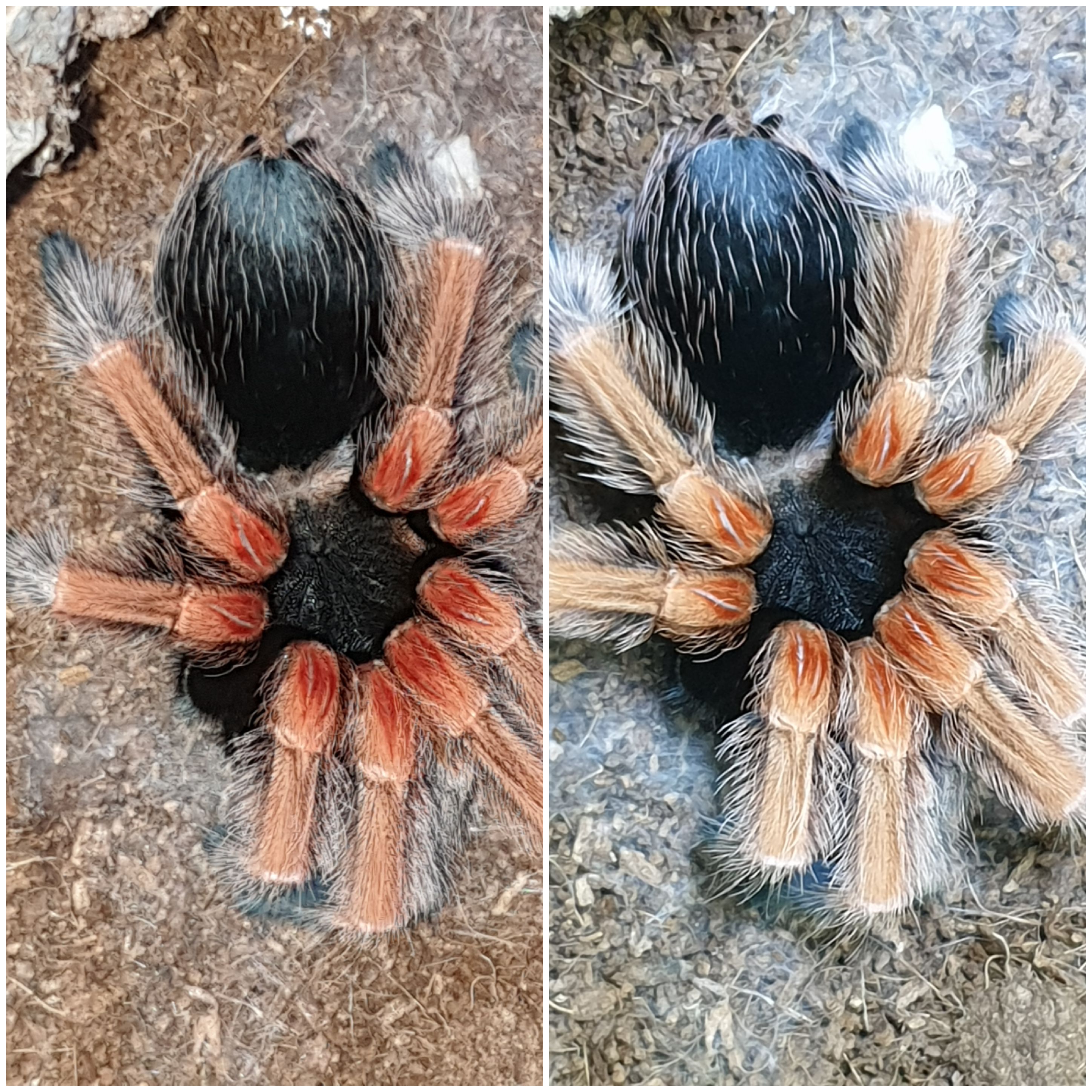 B. baumgarteni | Tarantula Forum