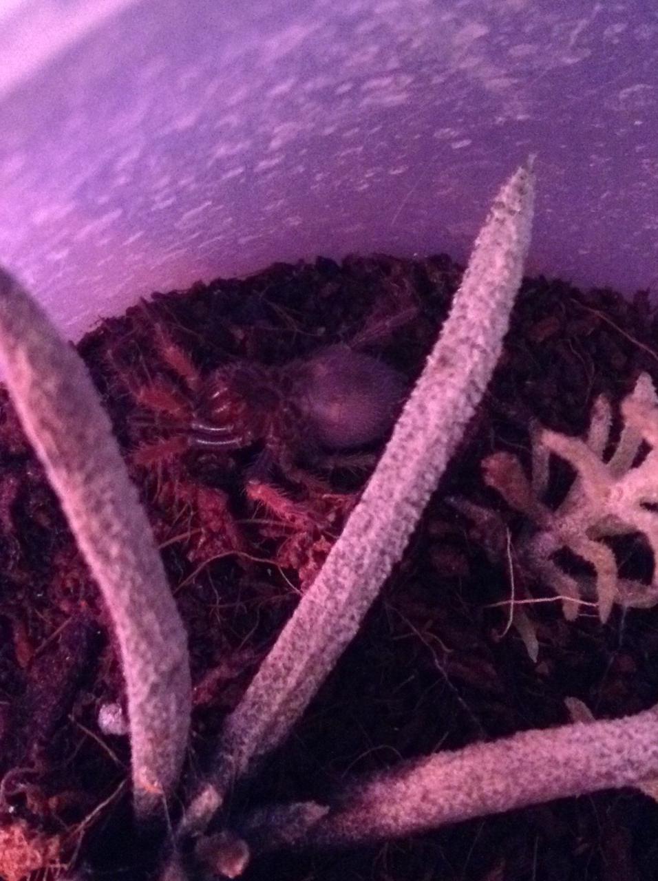 B boehmei just flipped