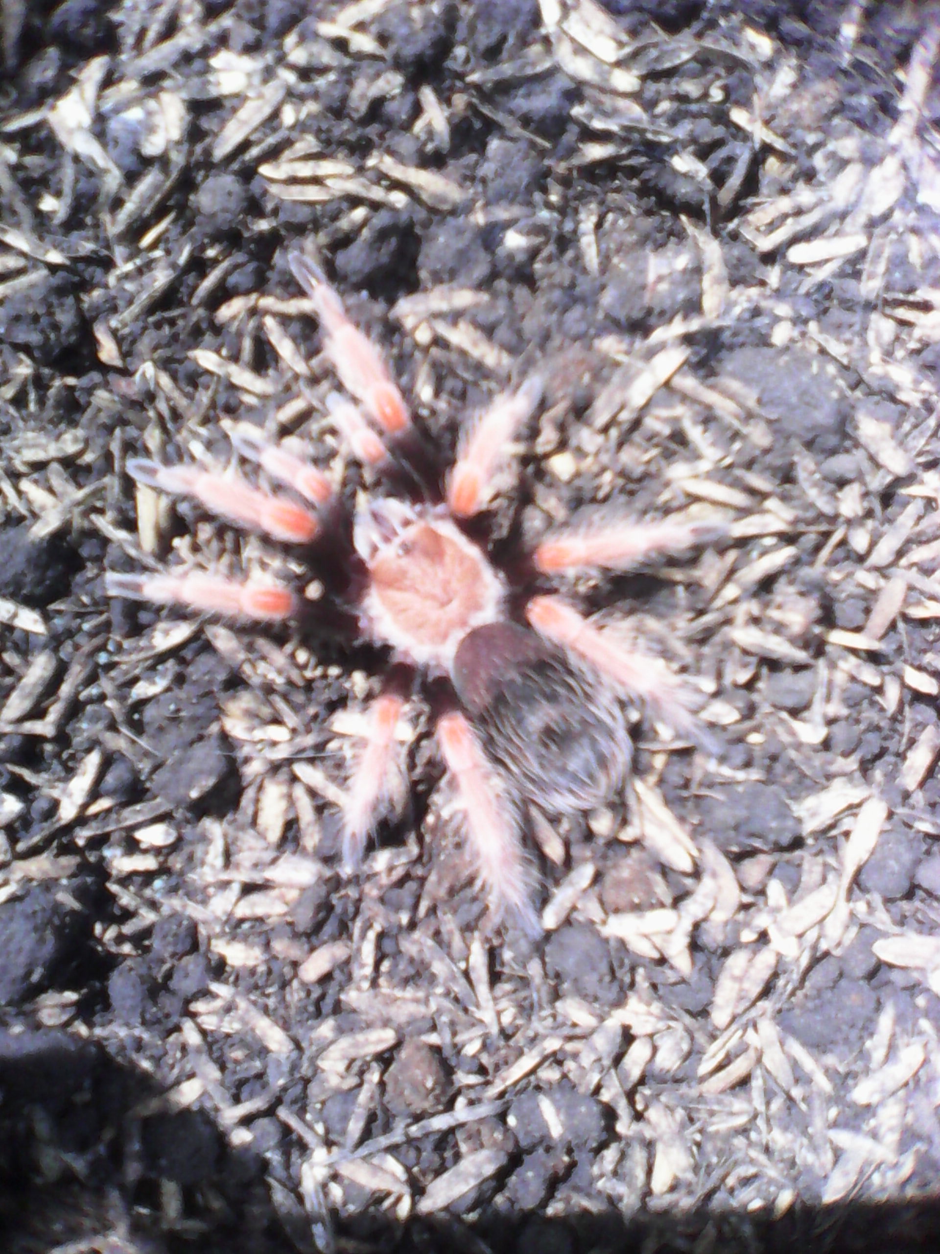 B. boehmei, my second T