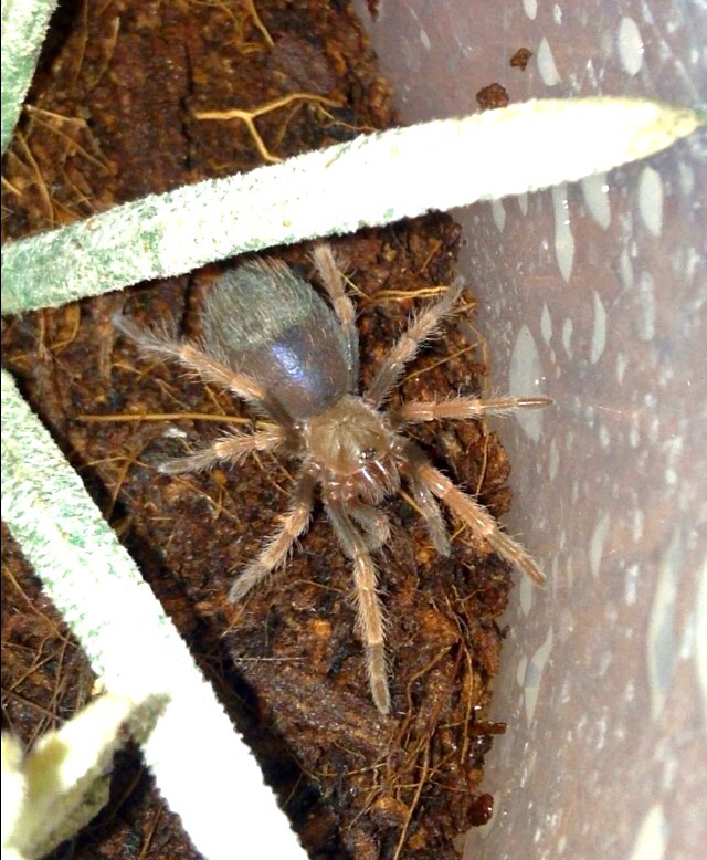 B boehmei