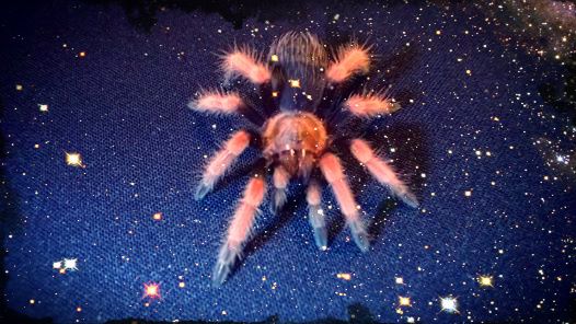 B boehmei