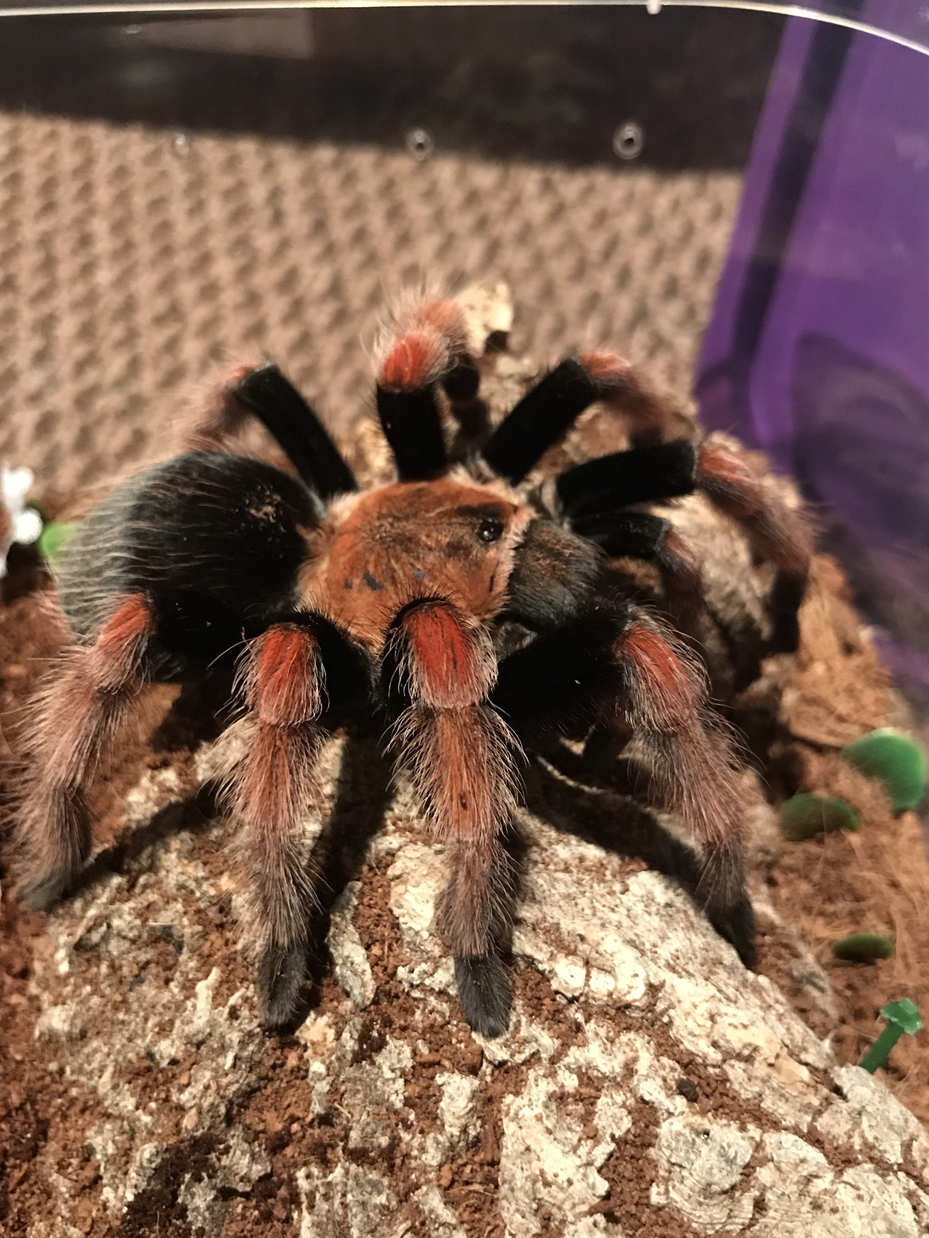 B. Boehmei