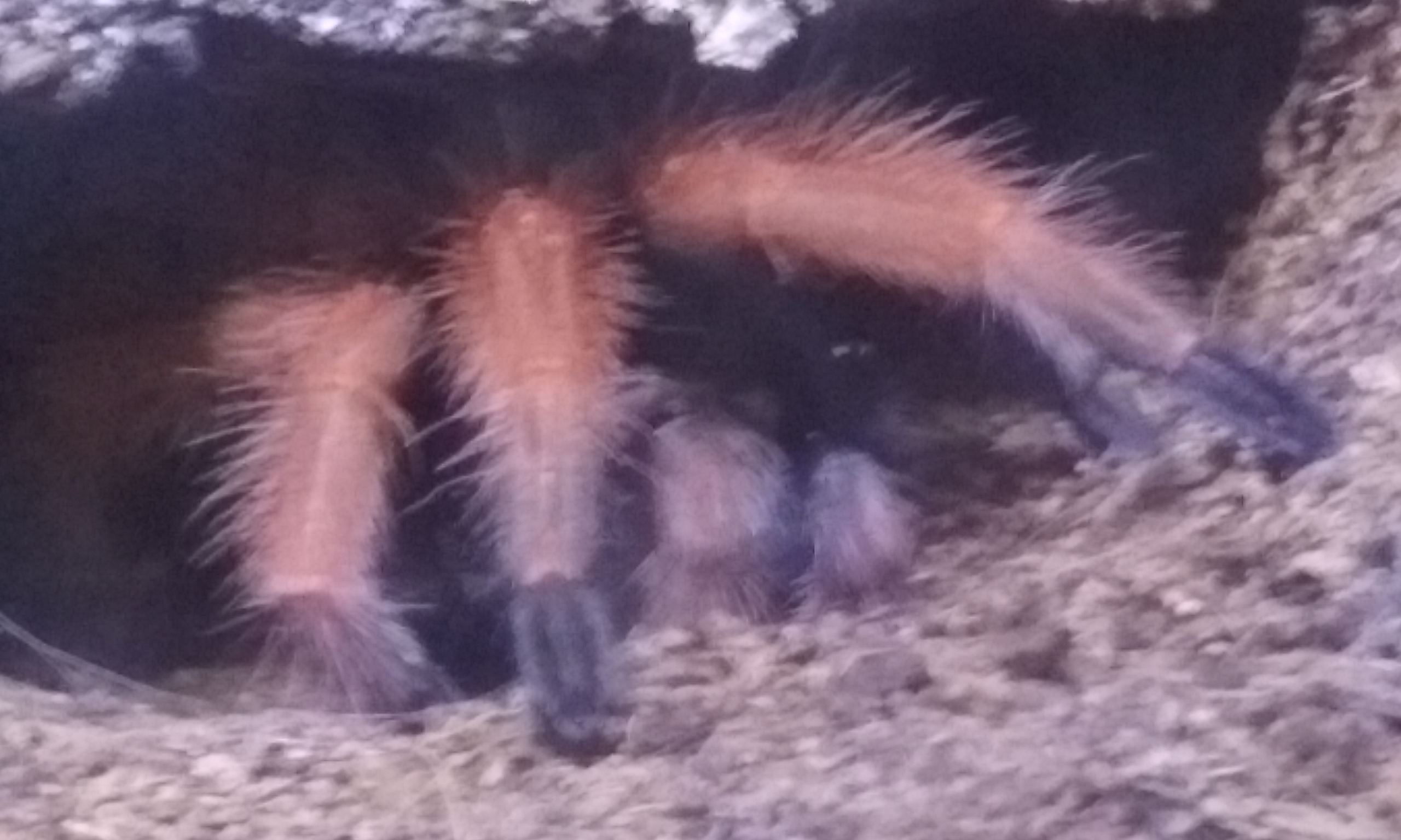 B. Boheimi in new colours