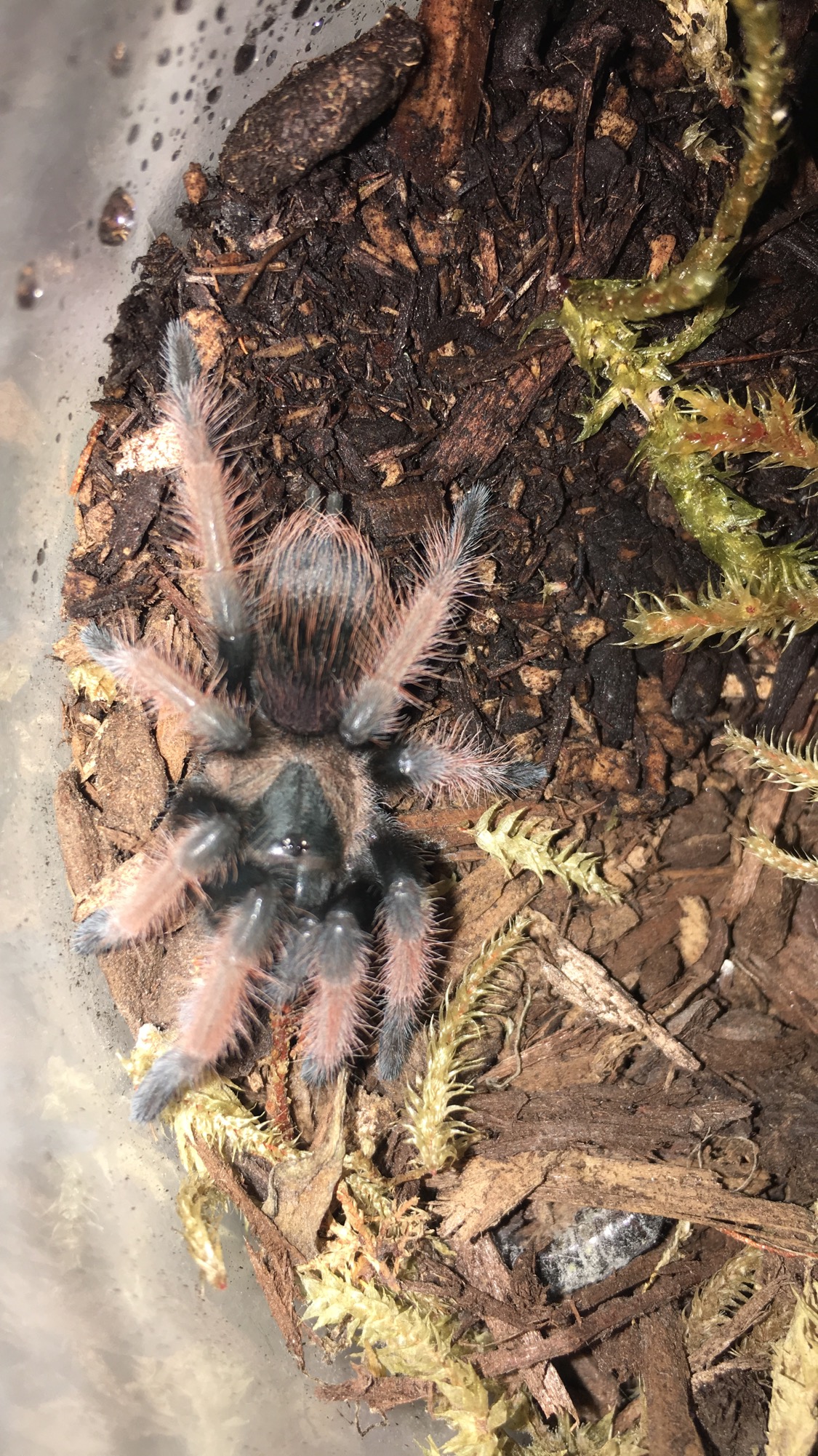 B. Emilia sling