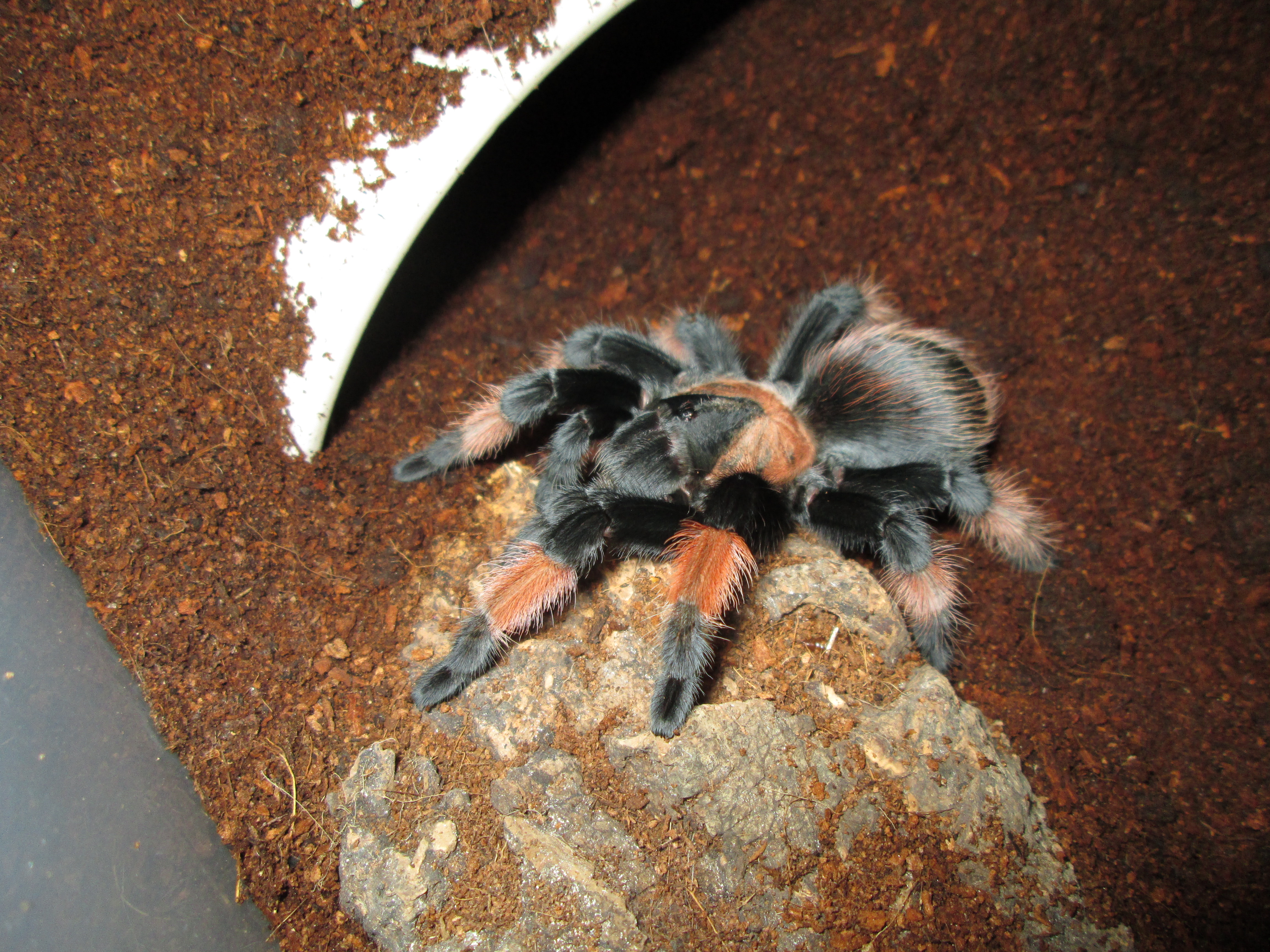 B.Emilia