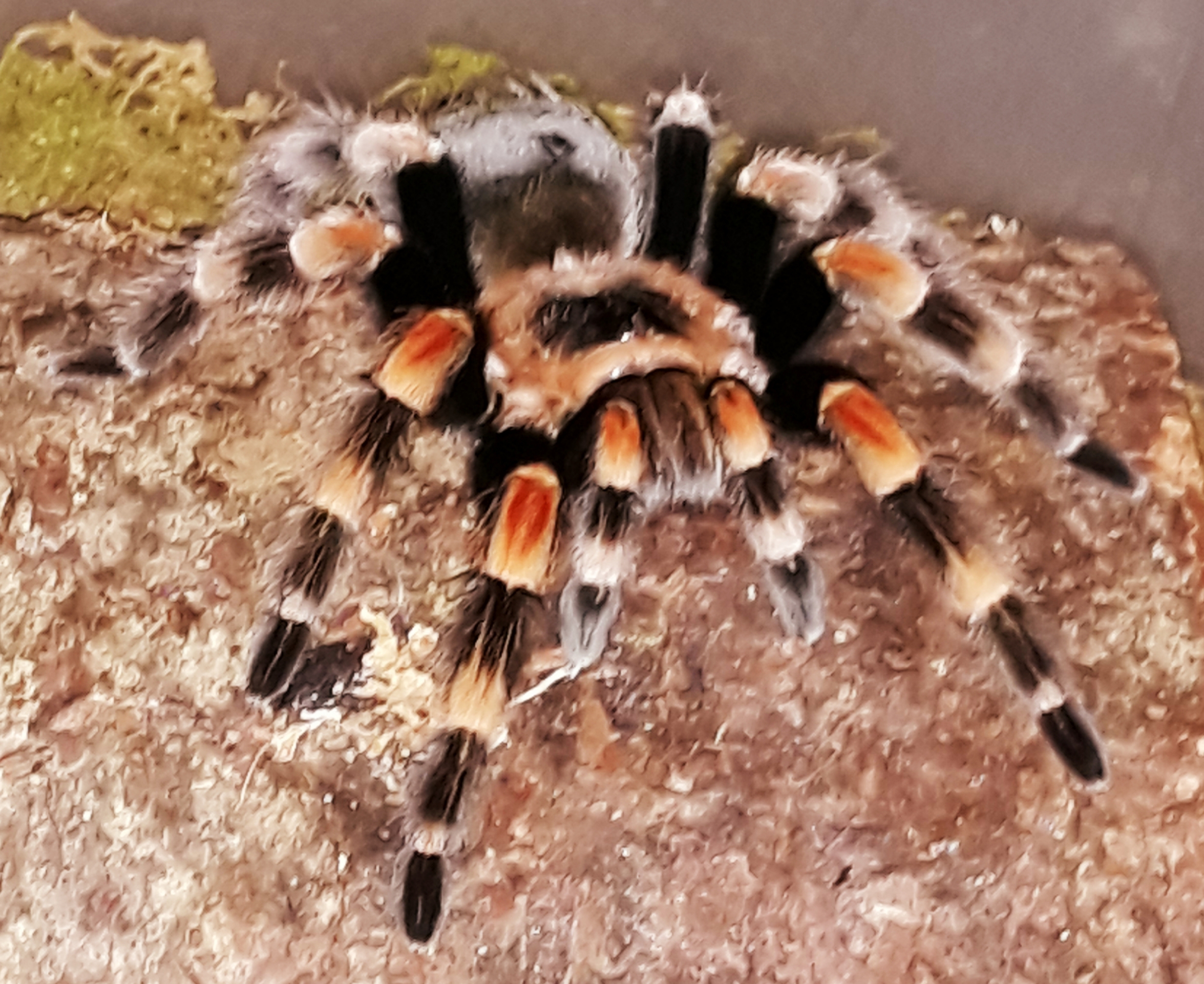 B. Hamorii (Female) "Calinete"