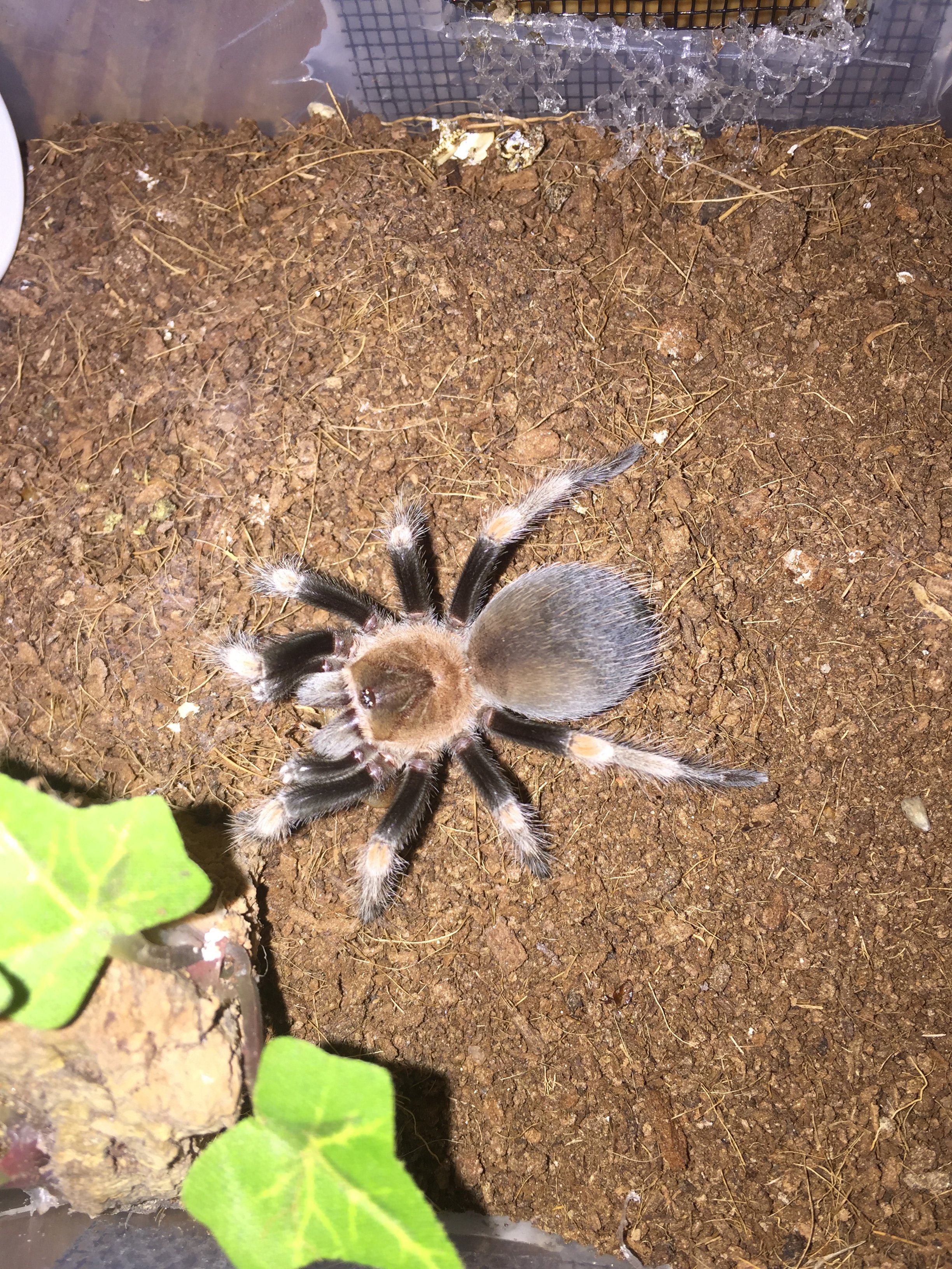 B.hamorii | Tarantula Forum