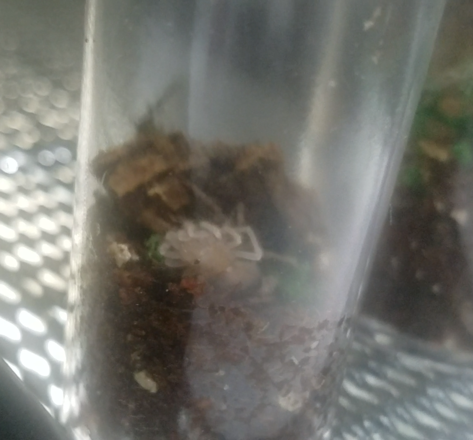 B. Hamorri molt