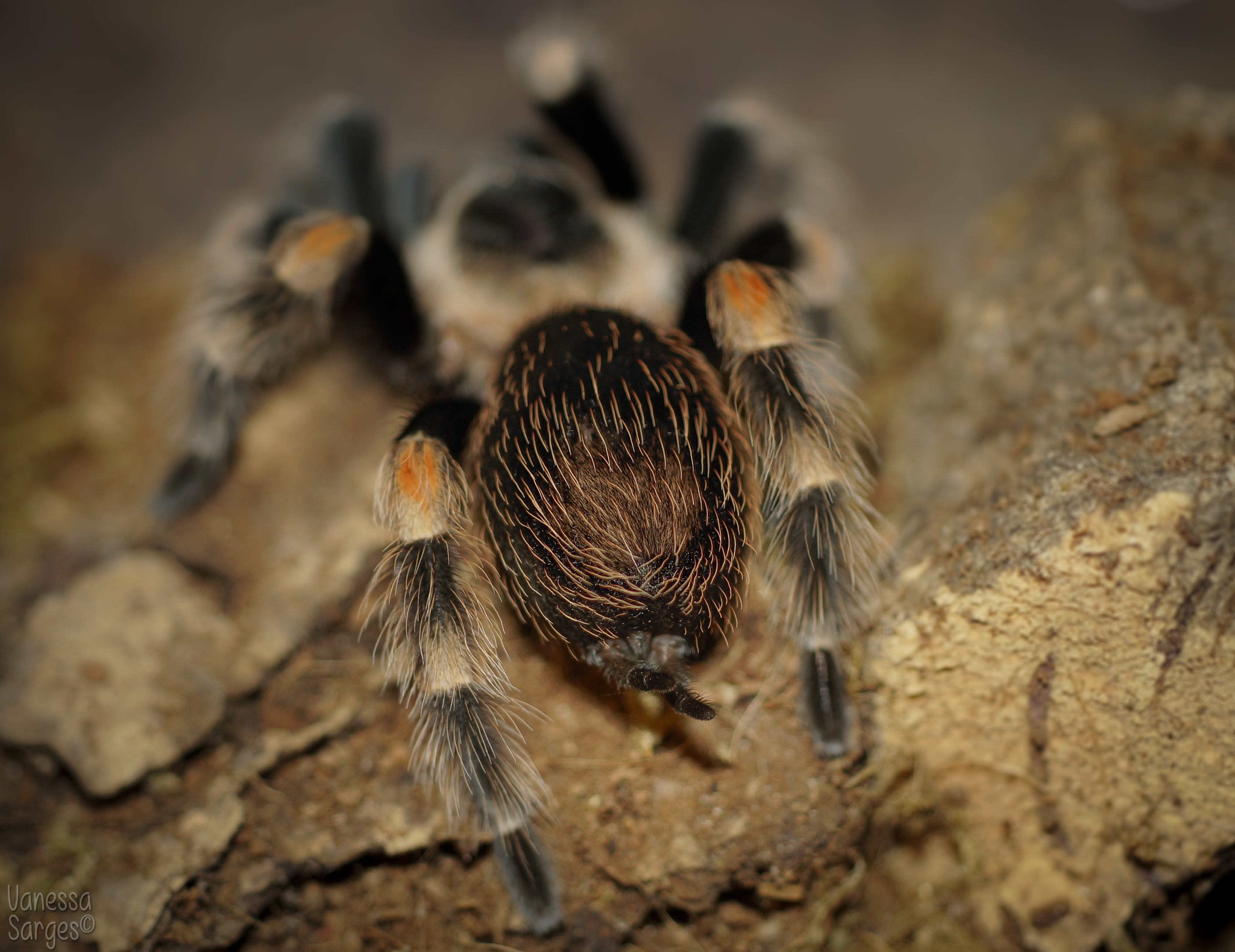 B. smithi and the Butt Full of Hurt | Tarantula Forum