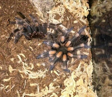 B.smithi just molted!!!