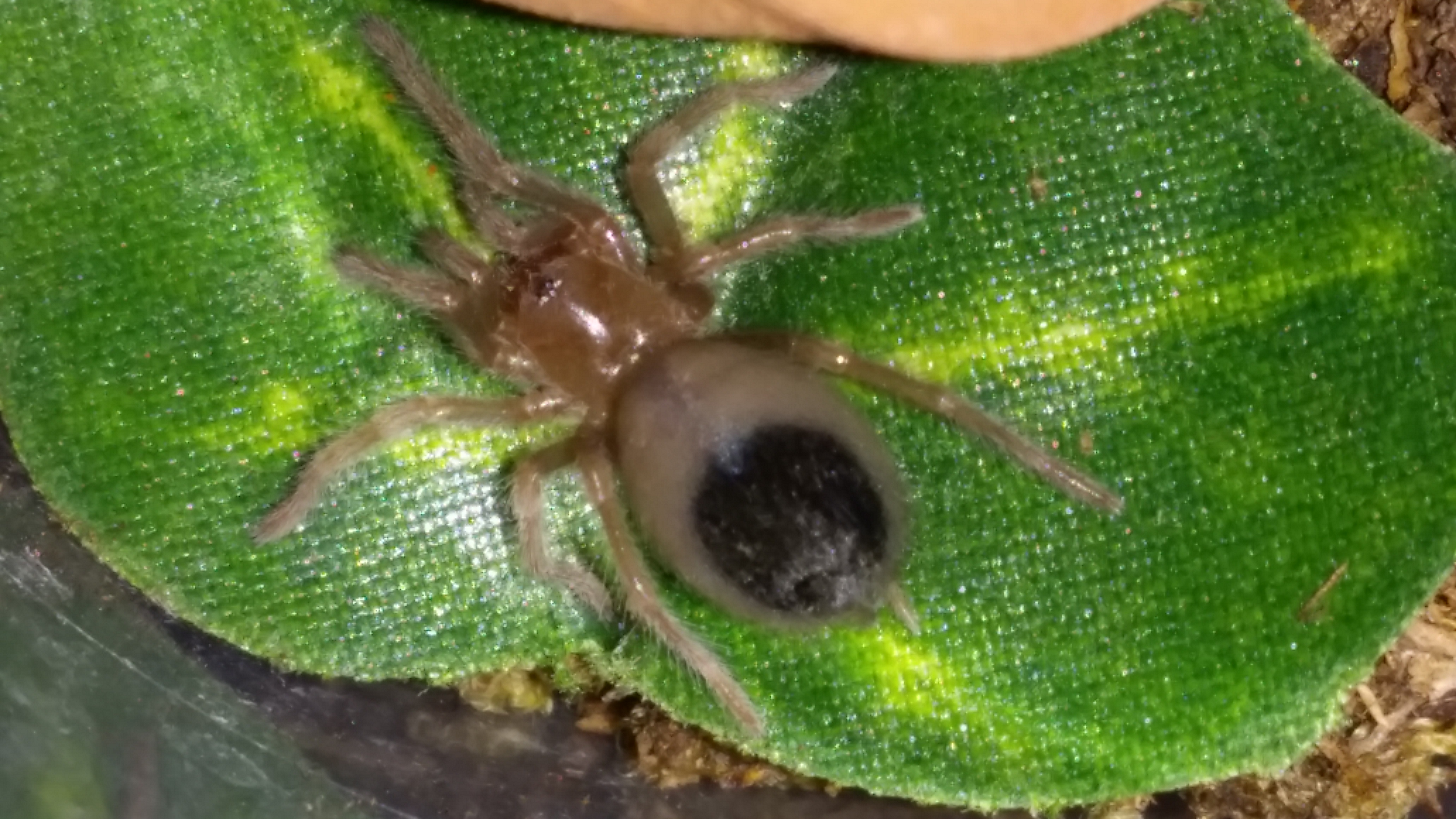 B.smithi sling