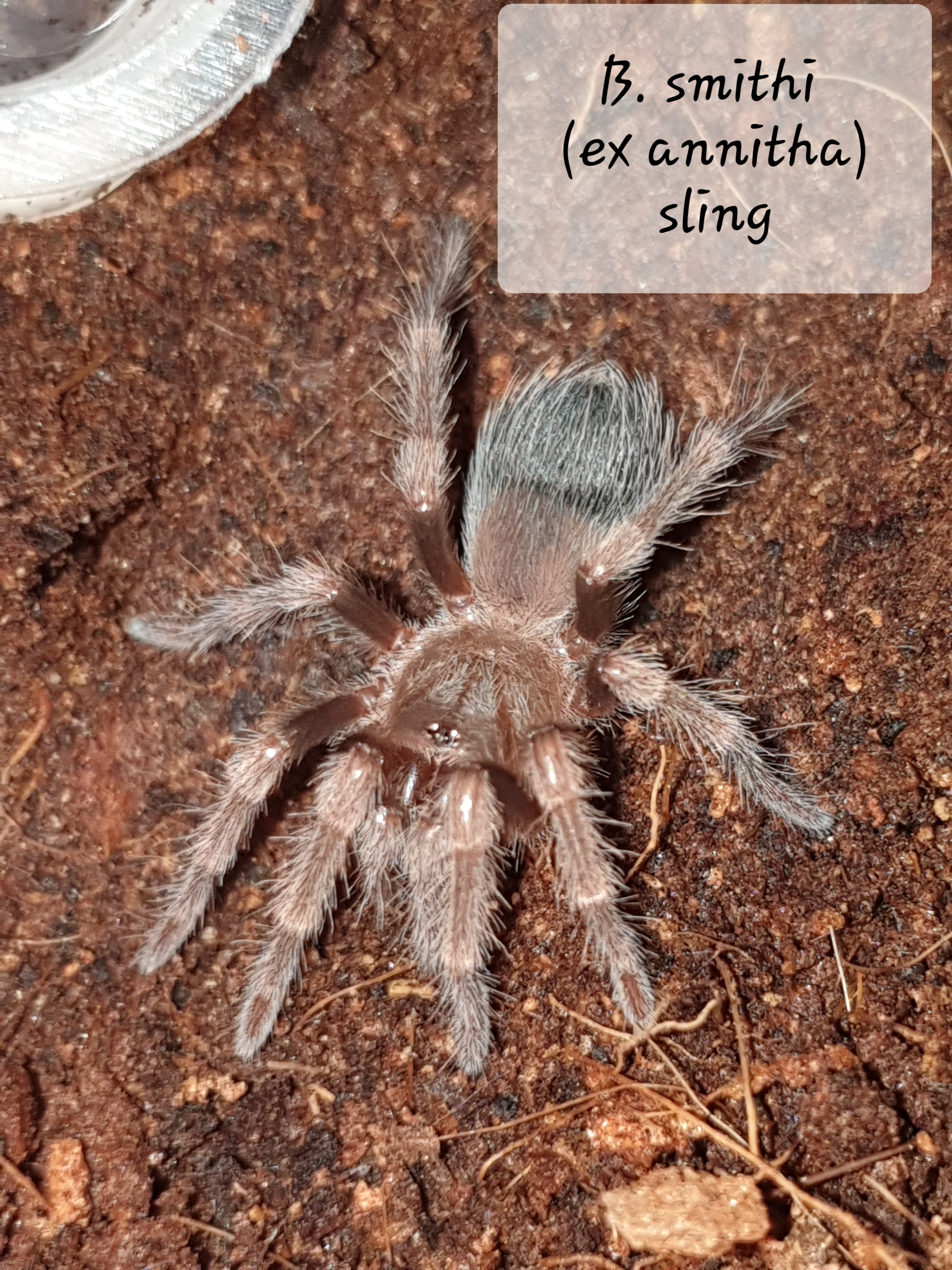 B smithi sling