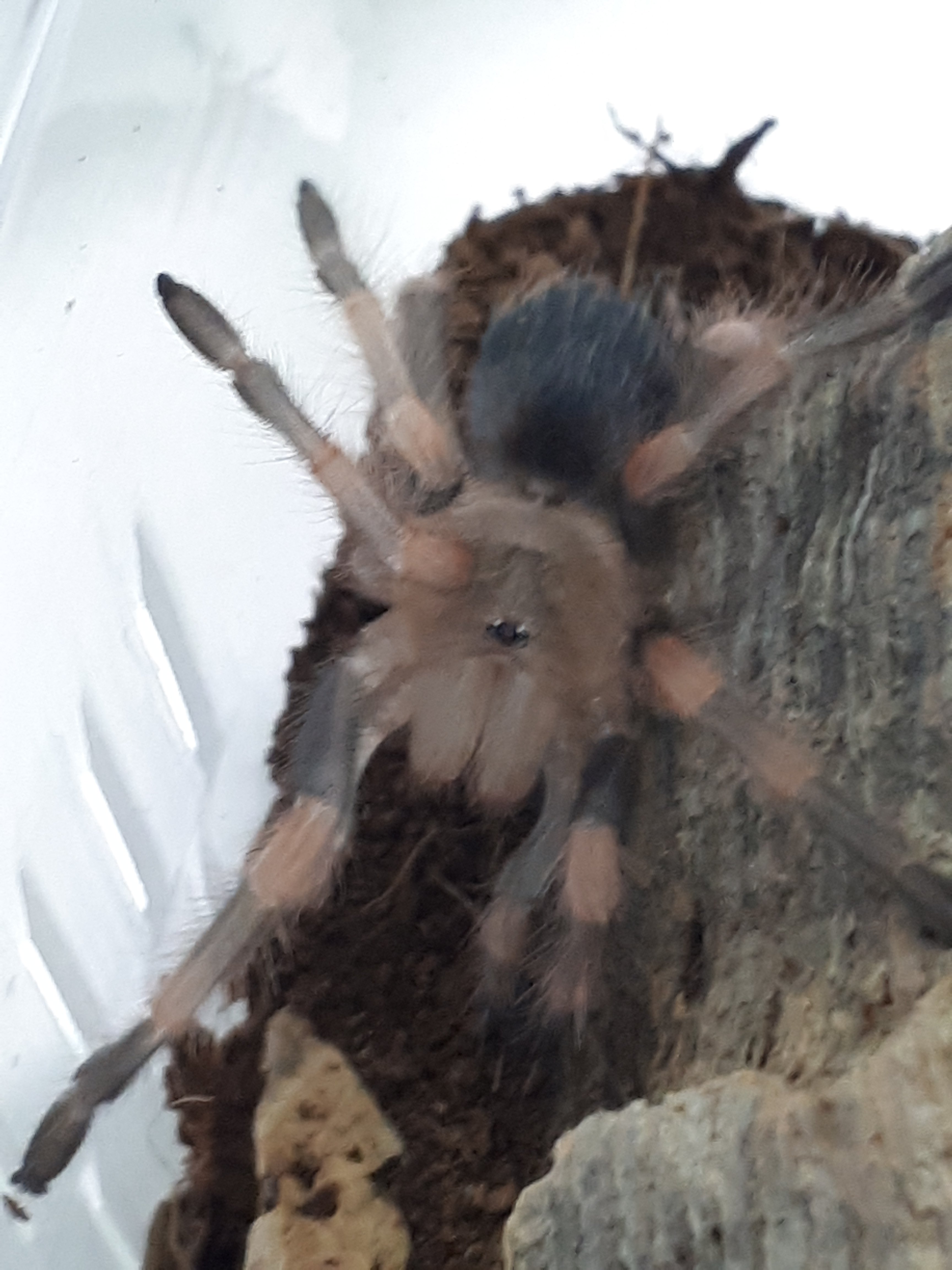 B smithi sling