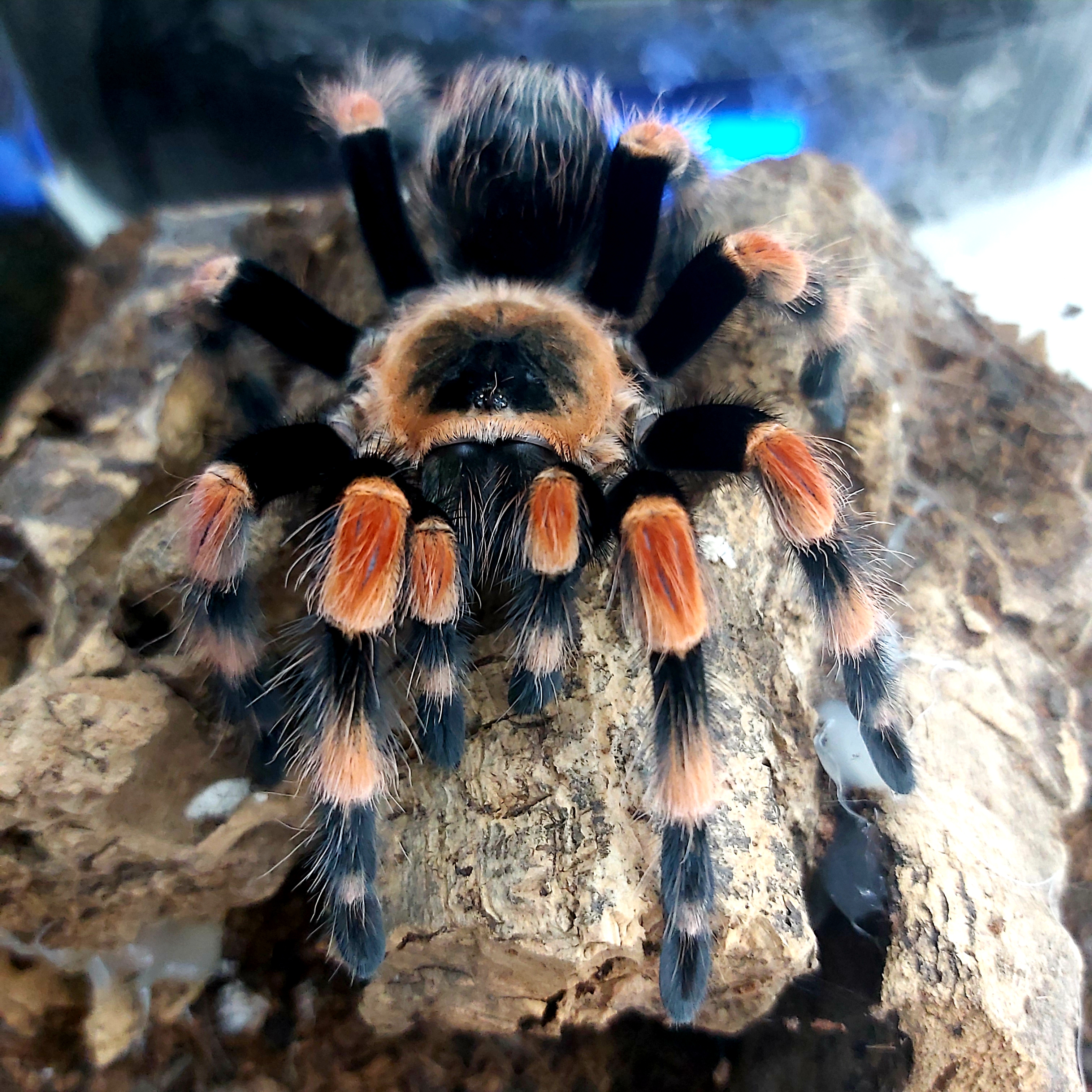 B smithi