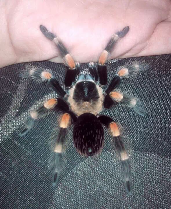 B smithi