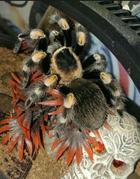 B.smithi. | Tarantula Forum