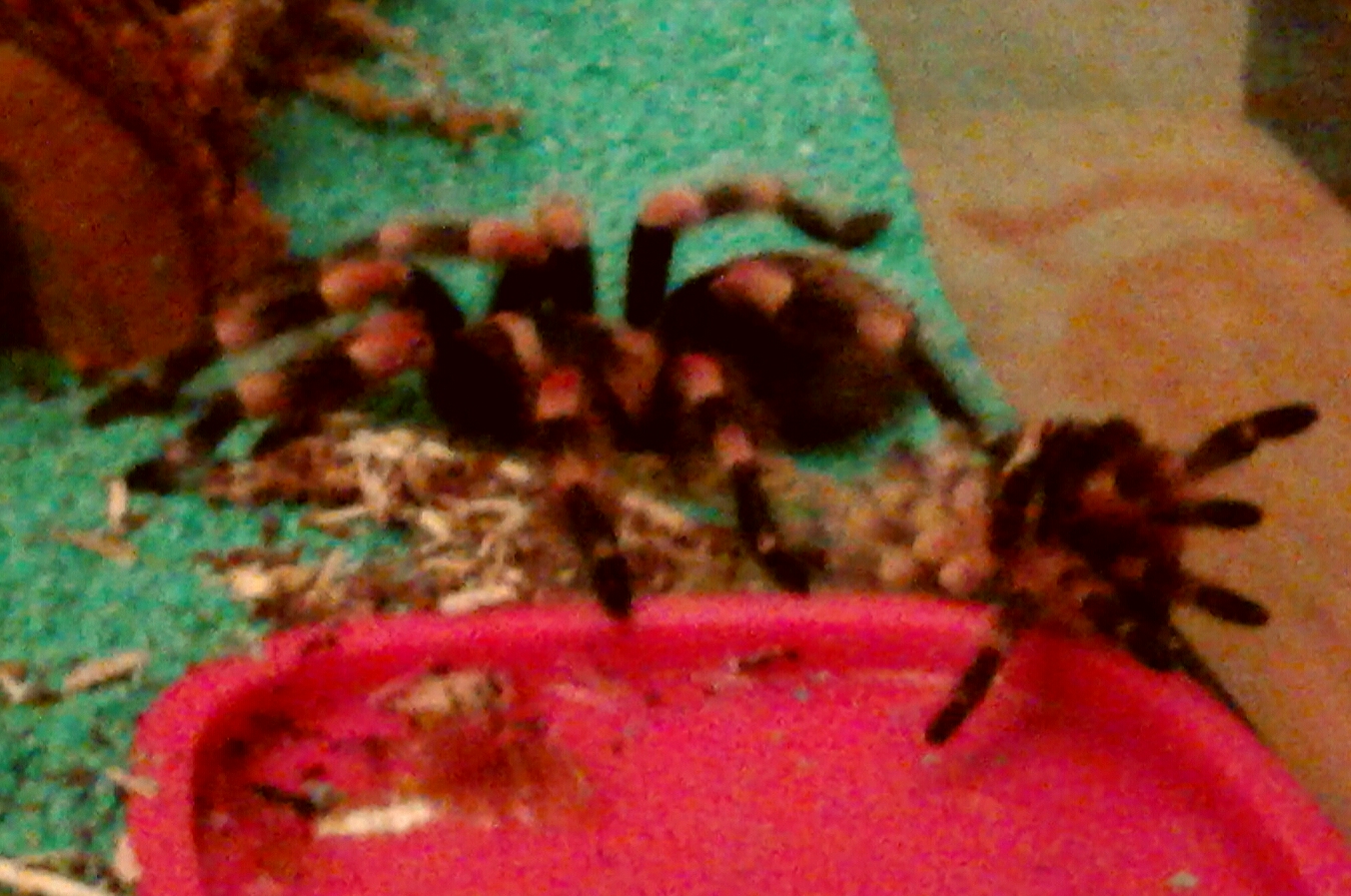 B smithi